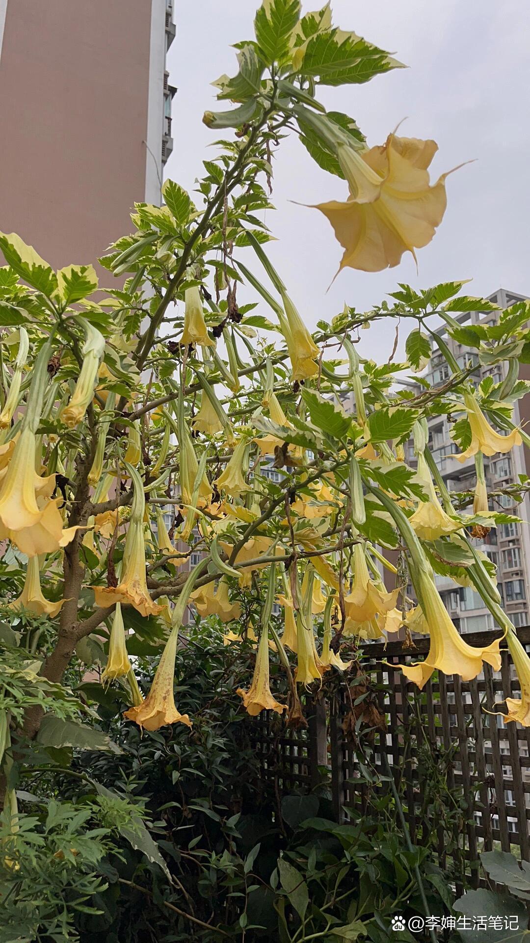 9315危险又迷人的木本曼陀罗,你了解吗?