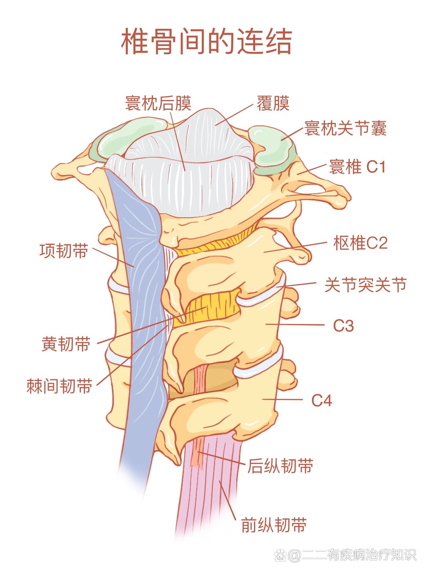 系统解剖学图谱图片