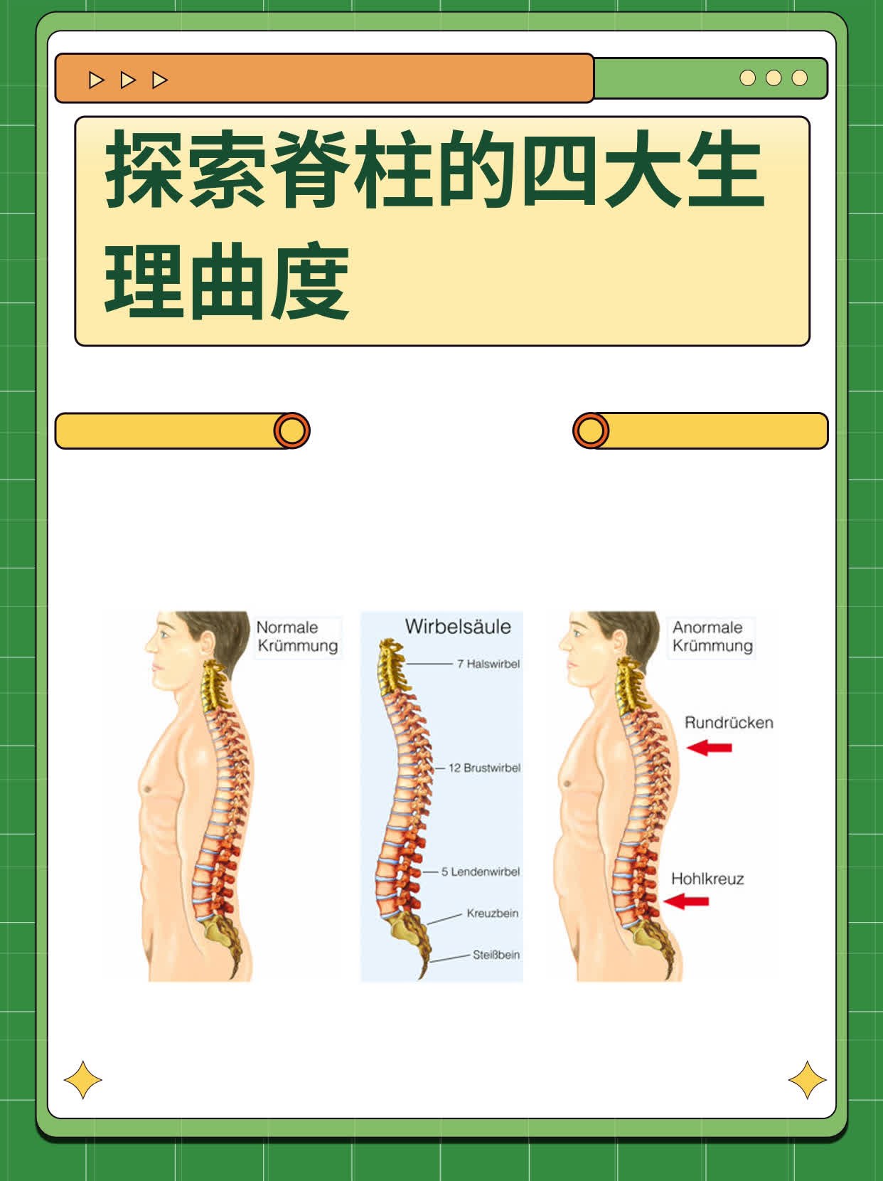 探索脊柱的四大生理曲度