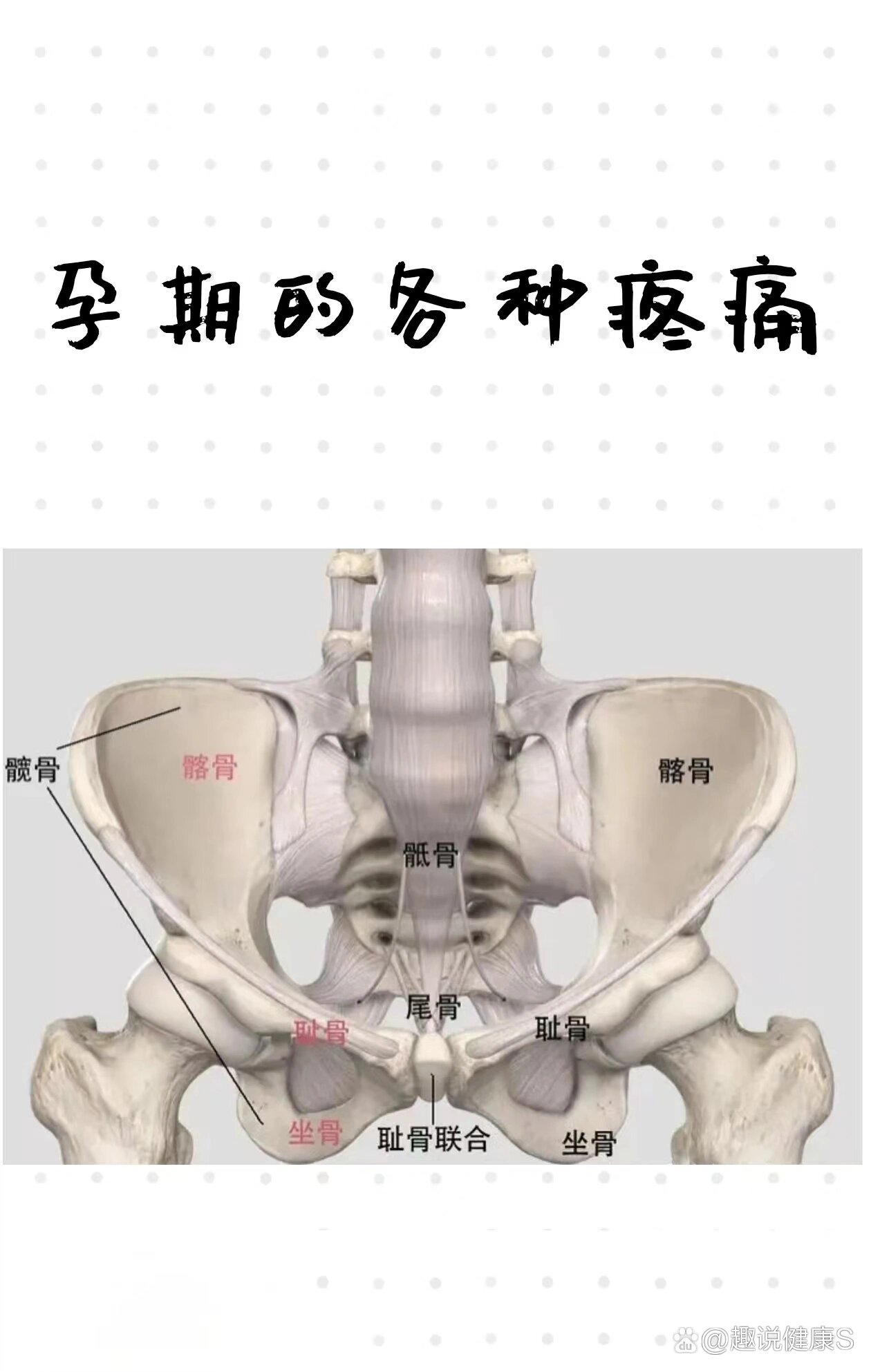 怀孕位置图片