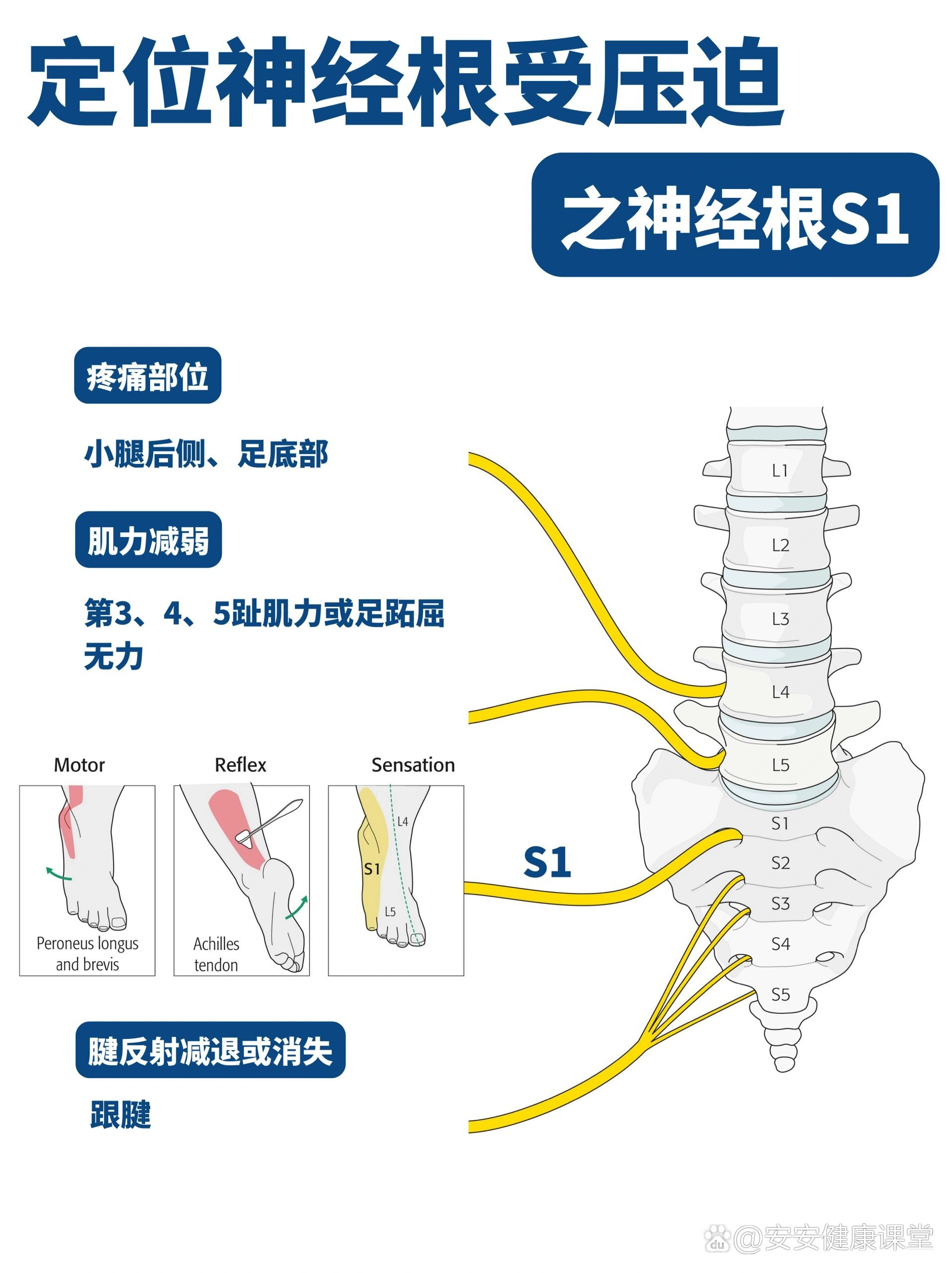 神经体表支配区域图图片