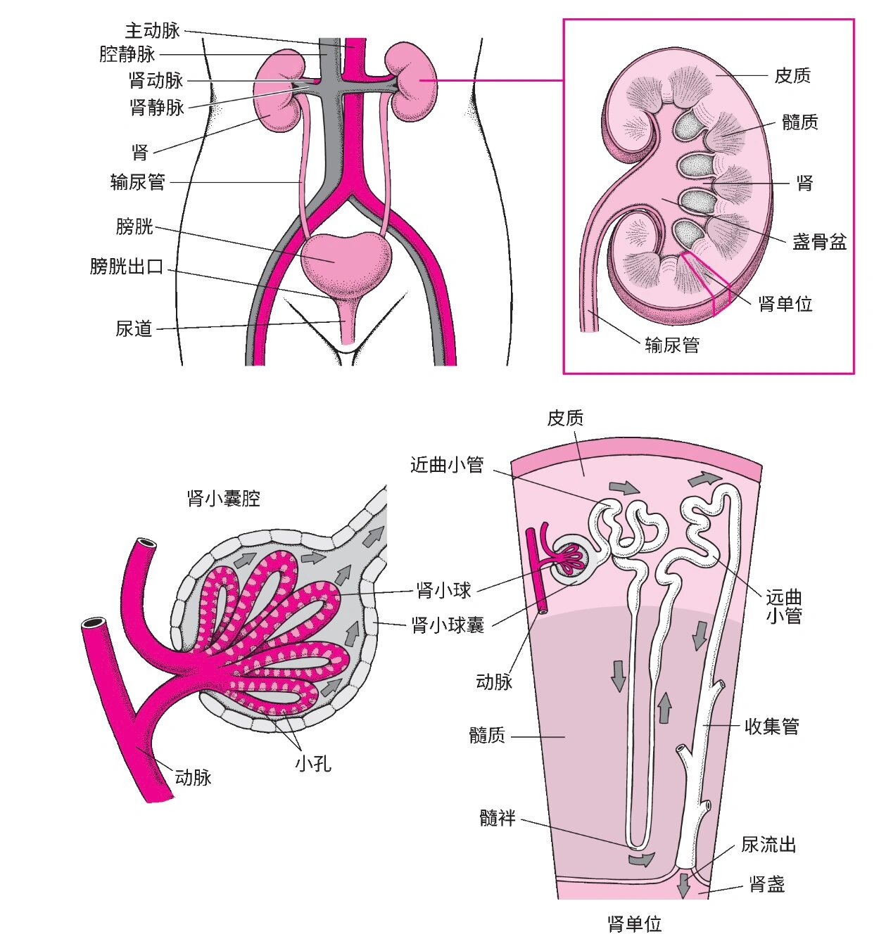 肾脏的结构图 肾单位图片