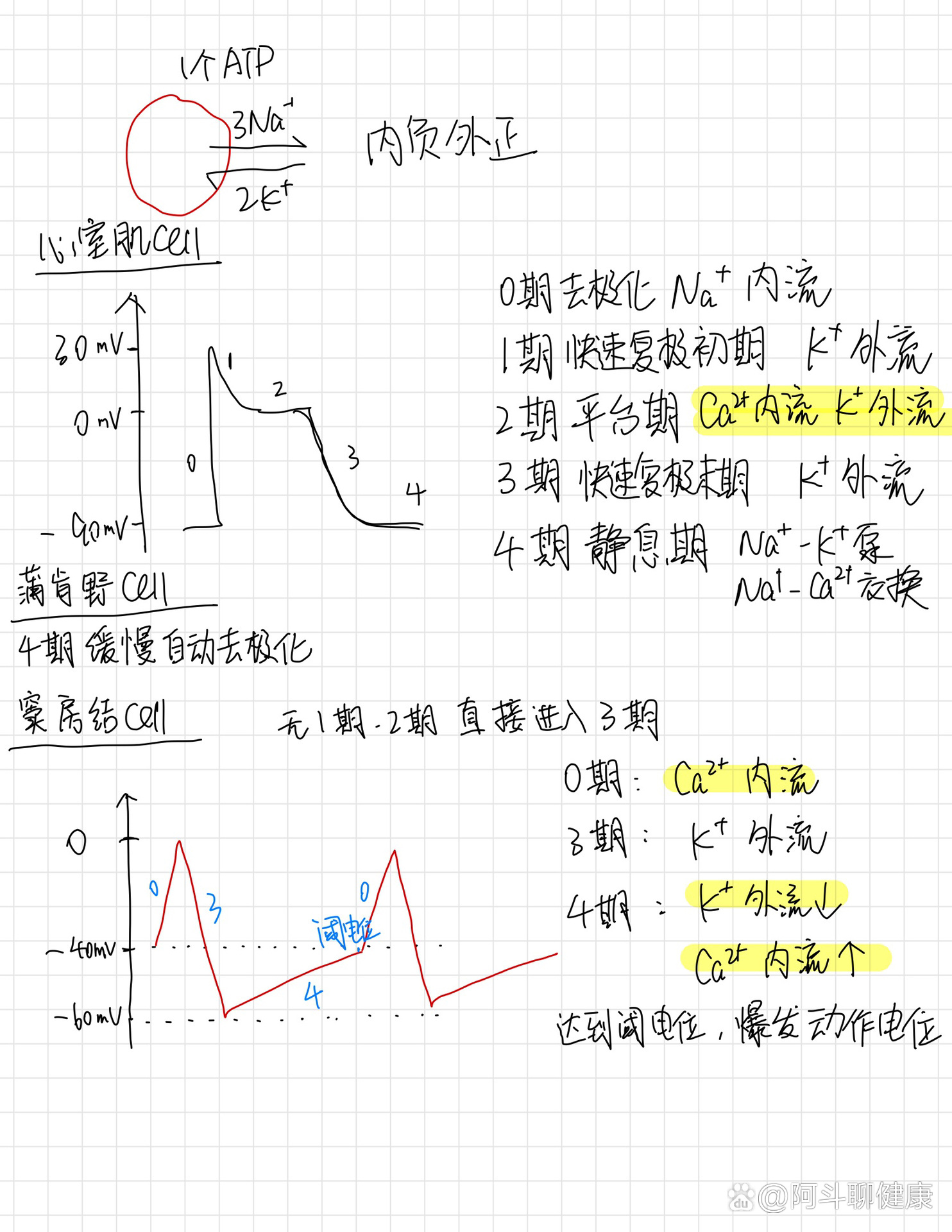 心肌动作电位形成机制