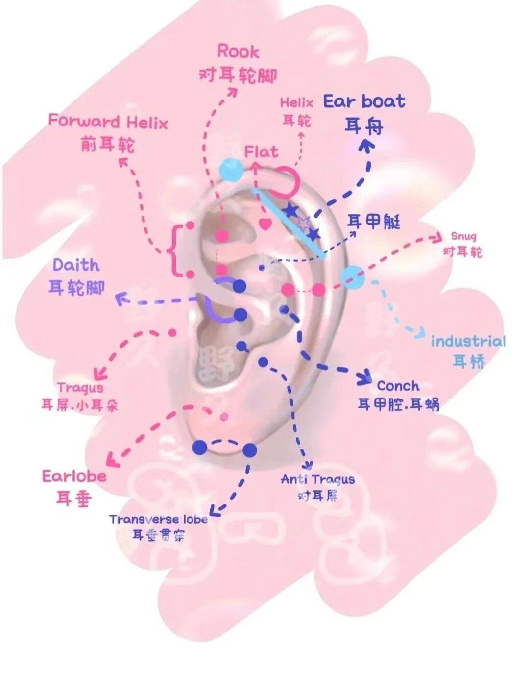 耳朵的不同部位都是有名字的