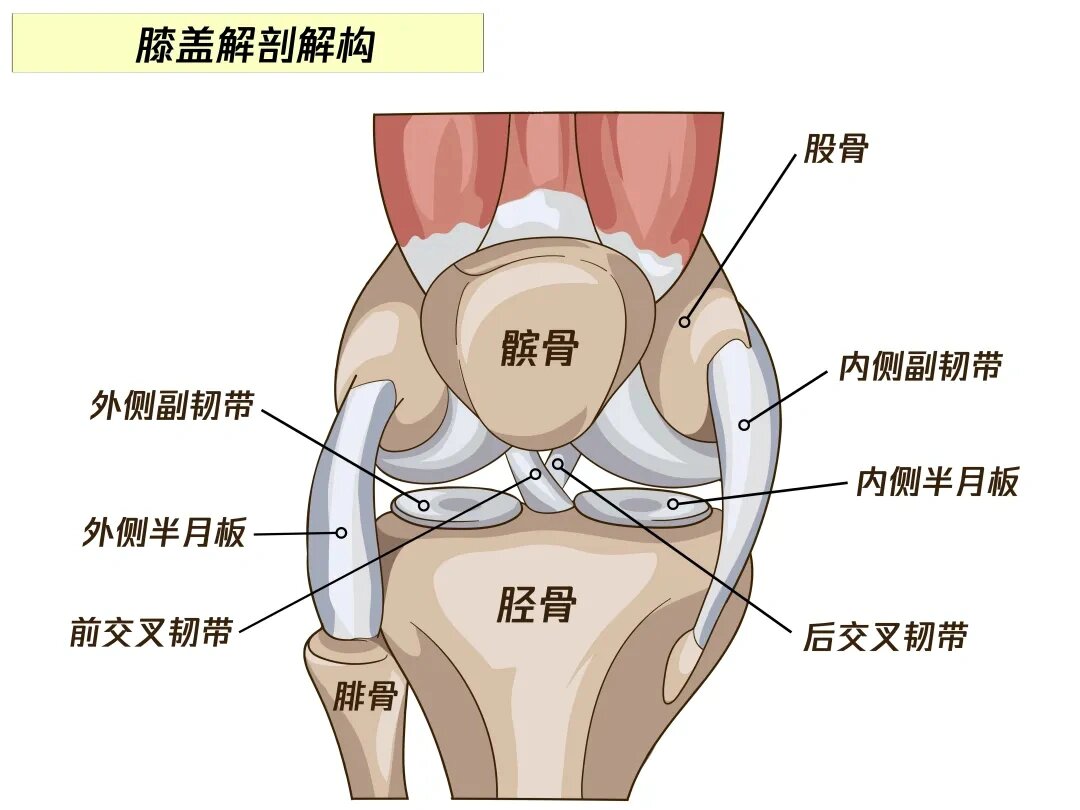 膝系列2