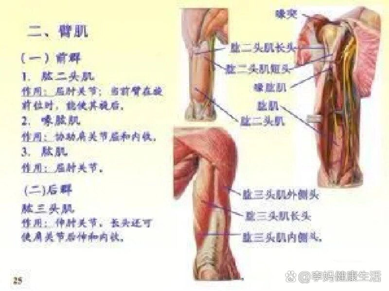 前臂背侧肌肉解剖图图片