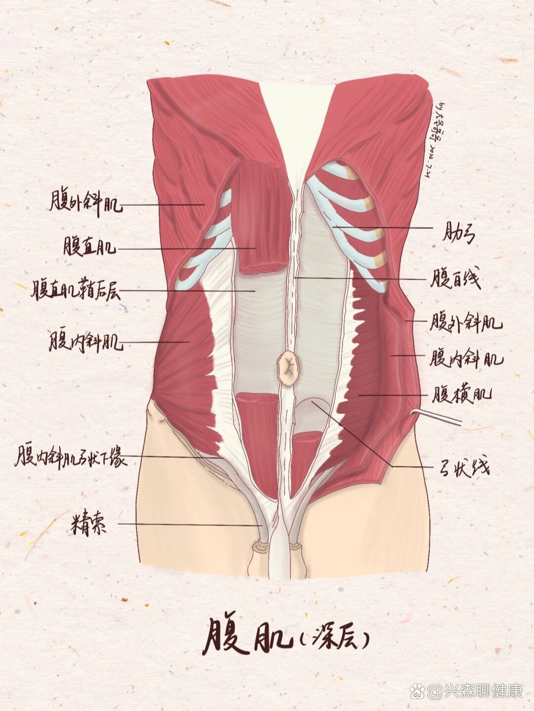 腹内斜肌解剖图图片