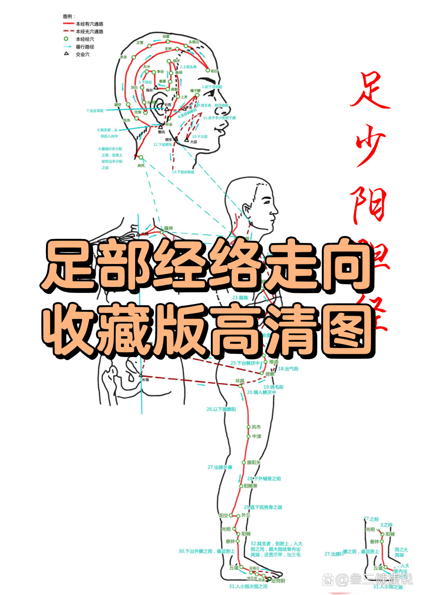 腿部六条经络走向图