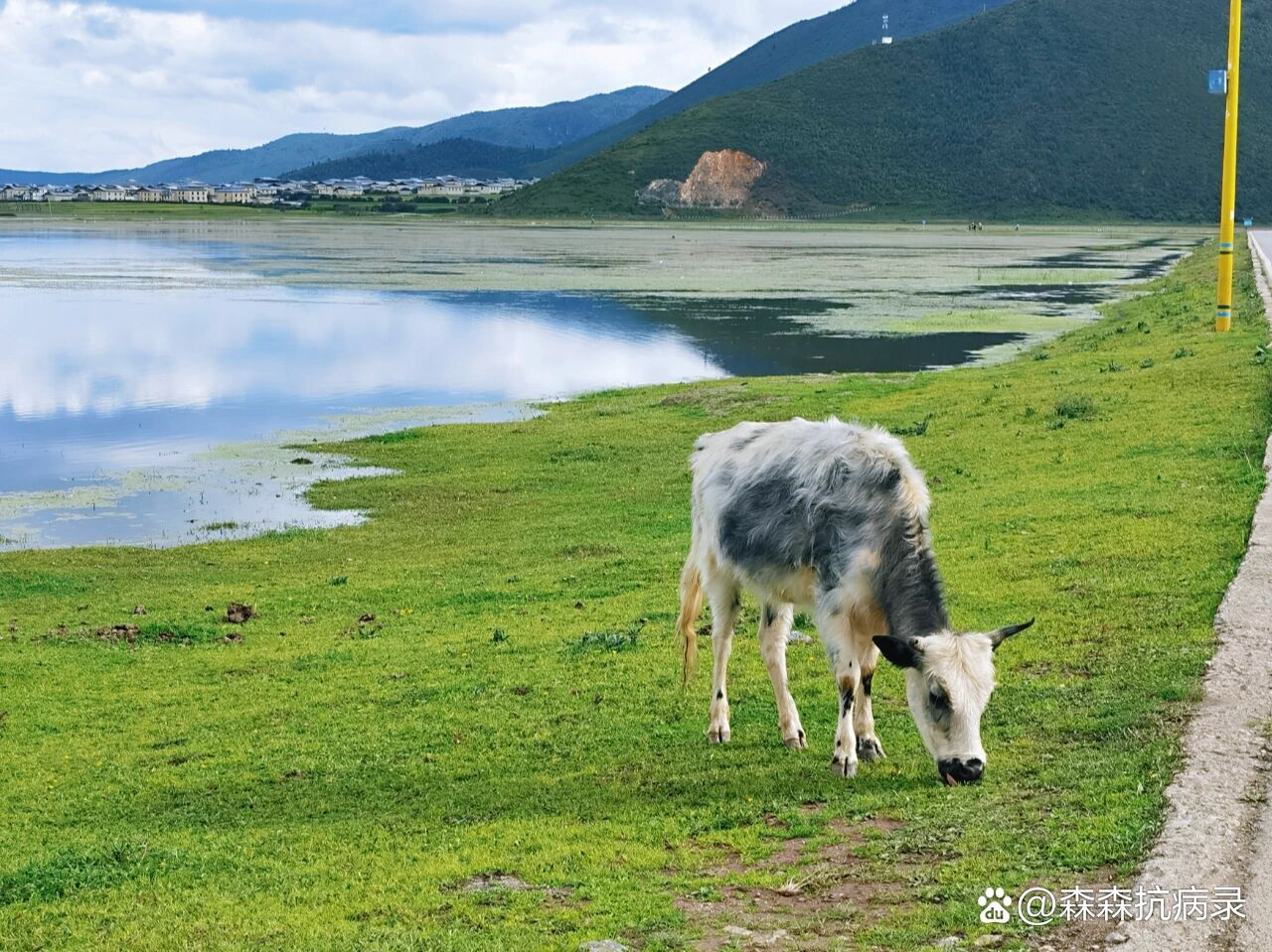 在香格里拉的高反及高原感冒