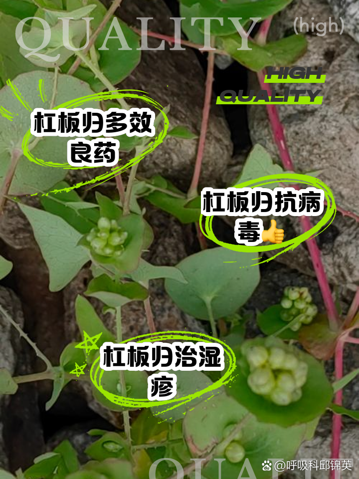杠板归的功效与作用是什么