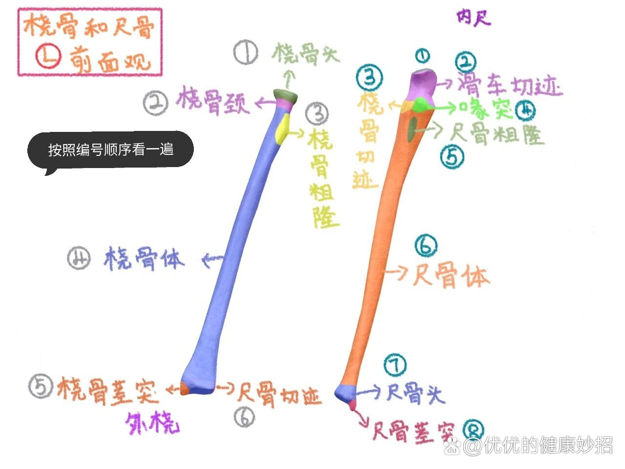 骨性标志定义图片