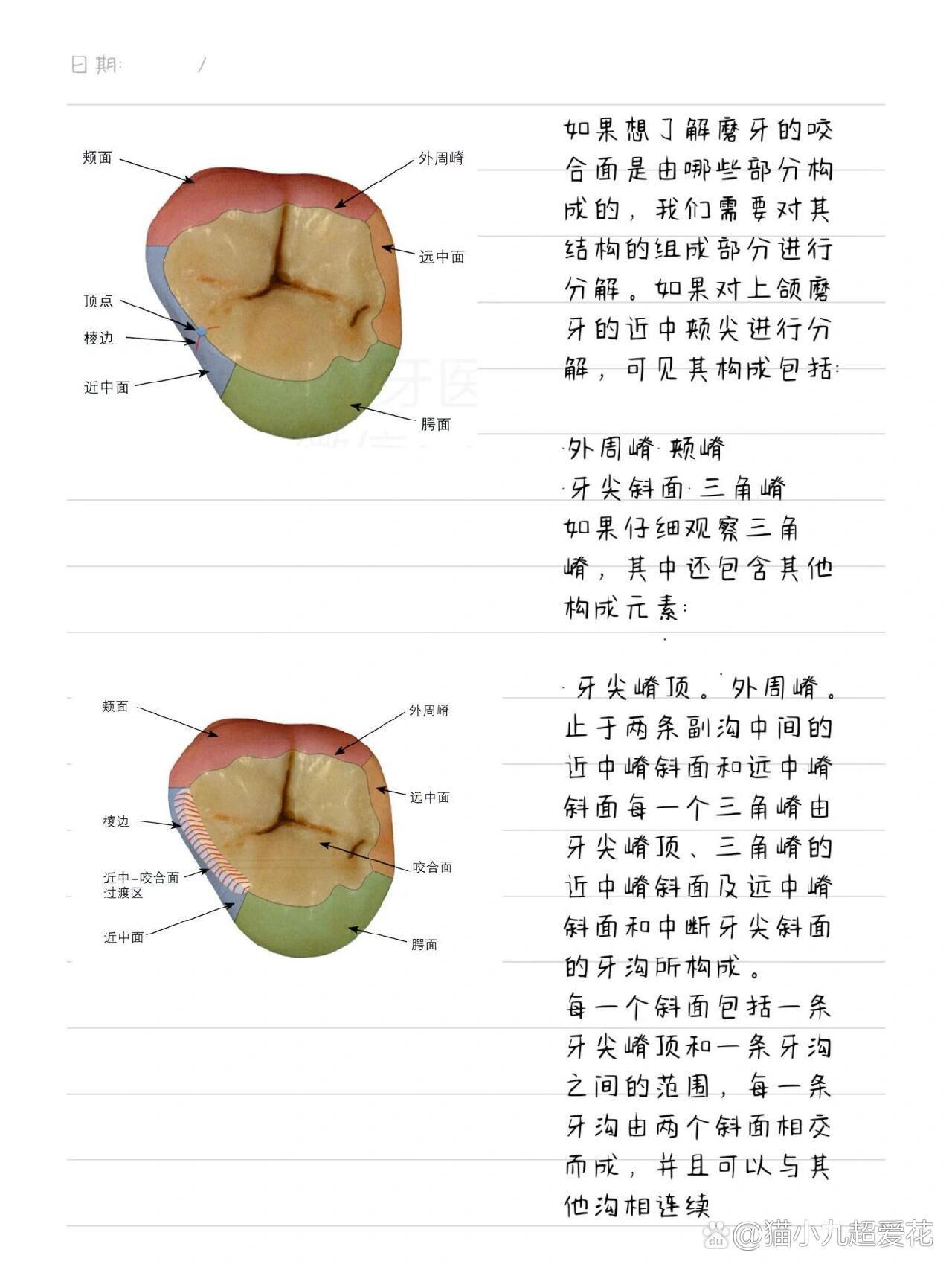 牙齿形态