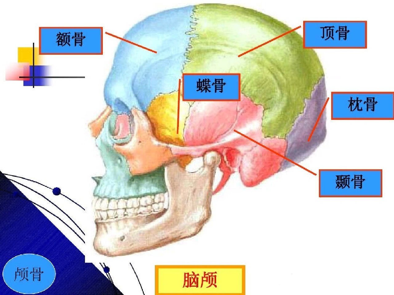 颅脑解剖结构