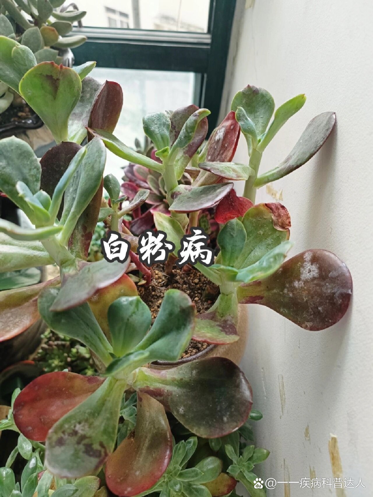 多肉植物生病图片大全图片