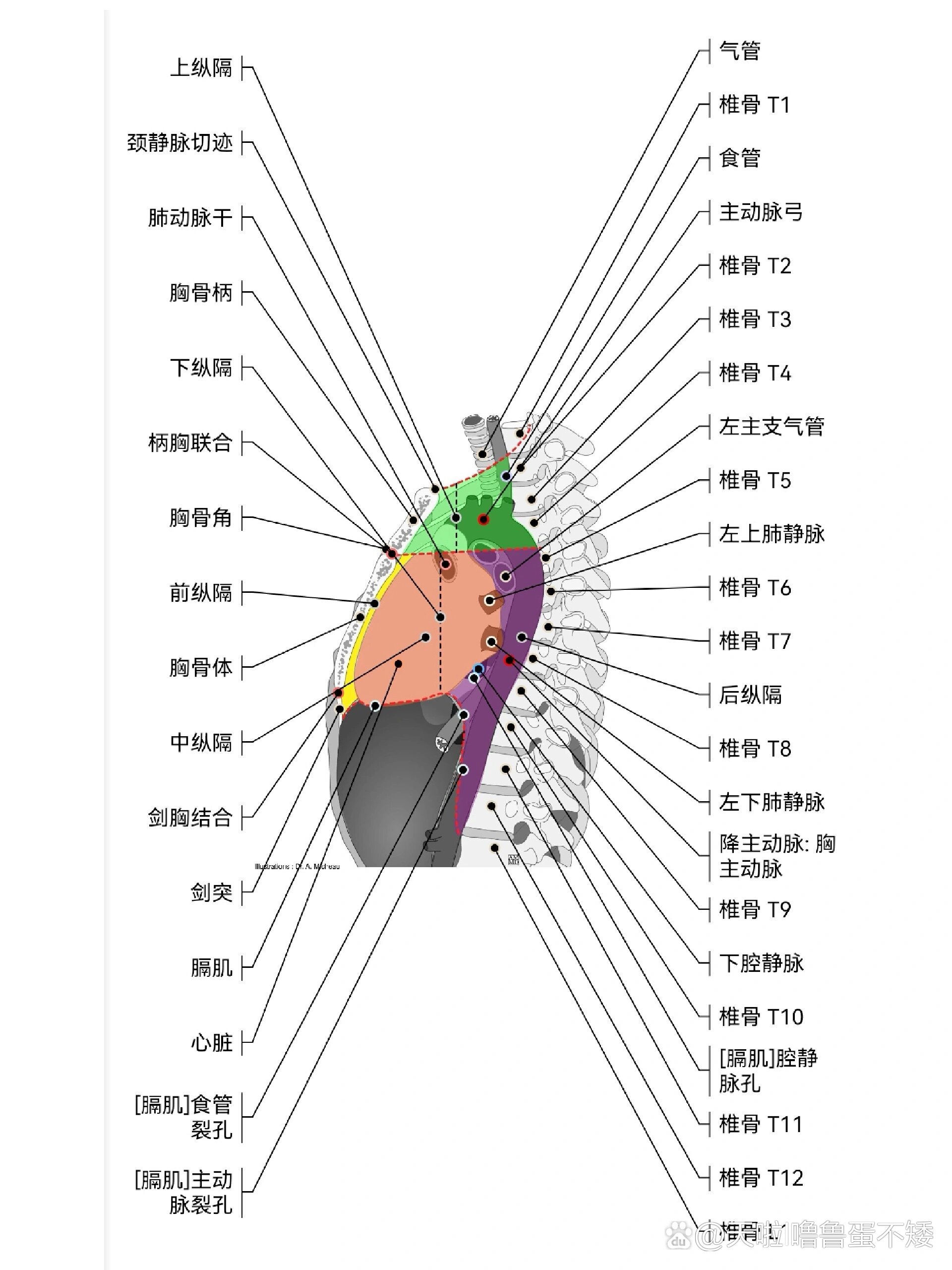 纵隔解剖图谱