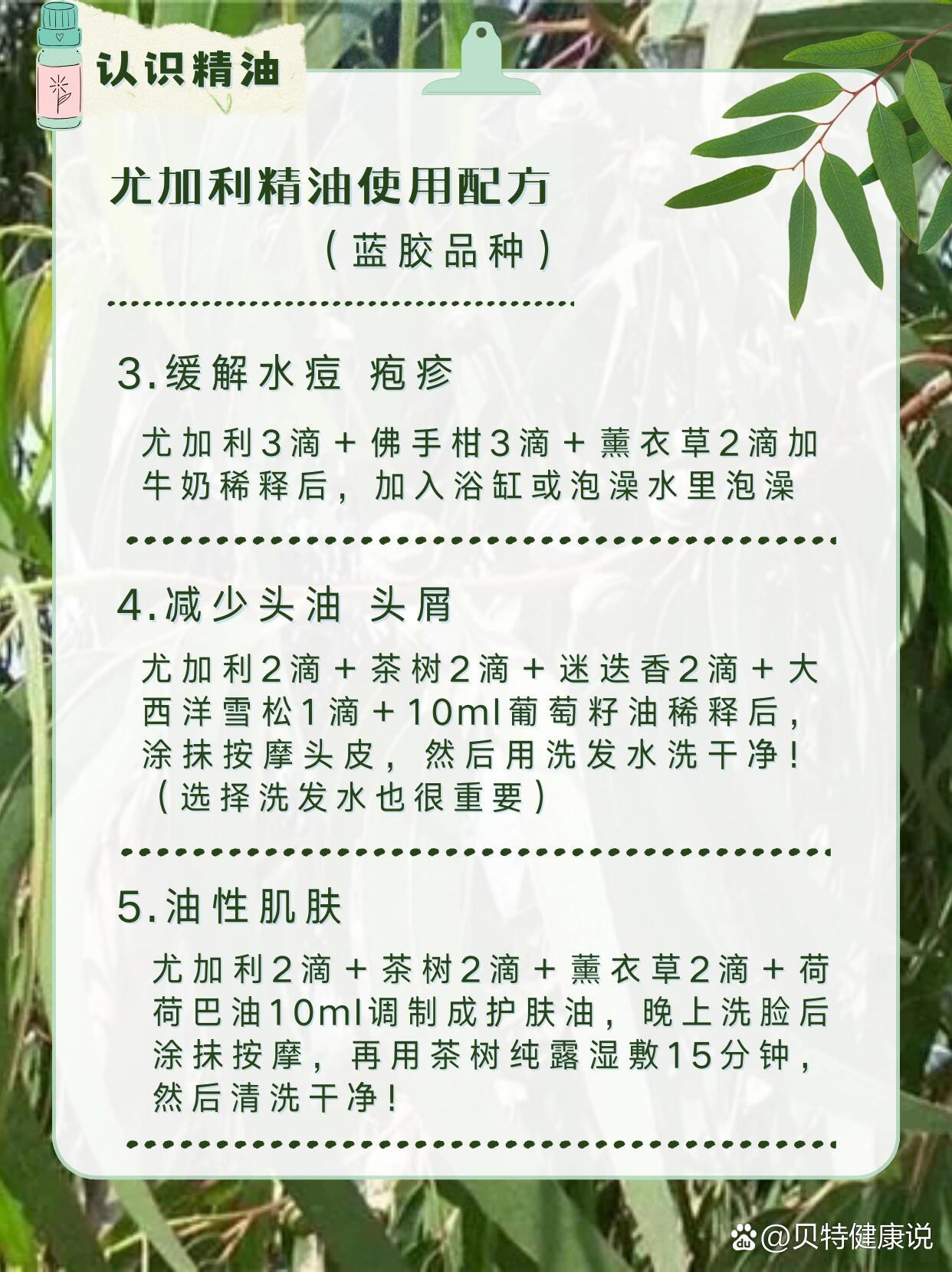 认识精油之尤加利