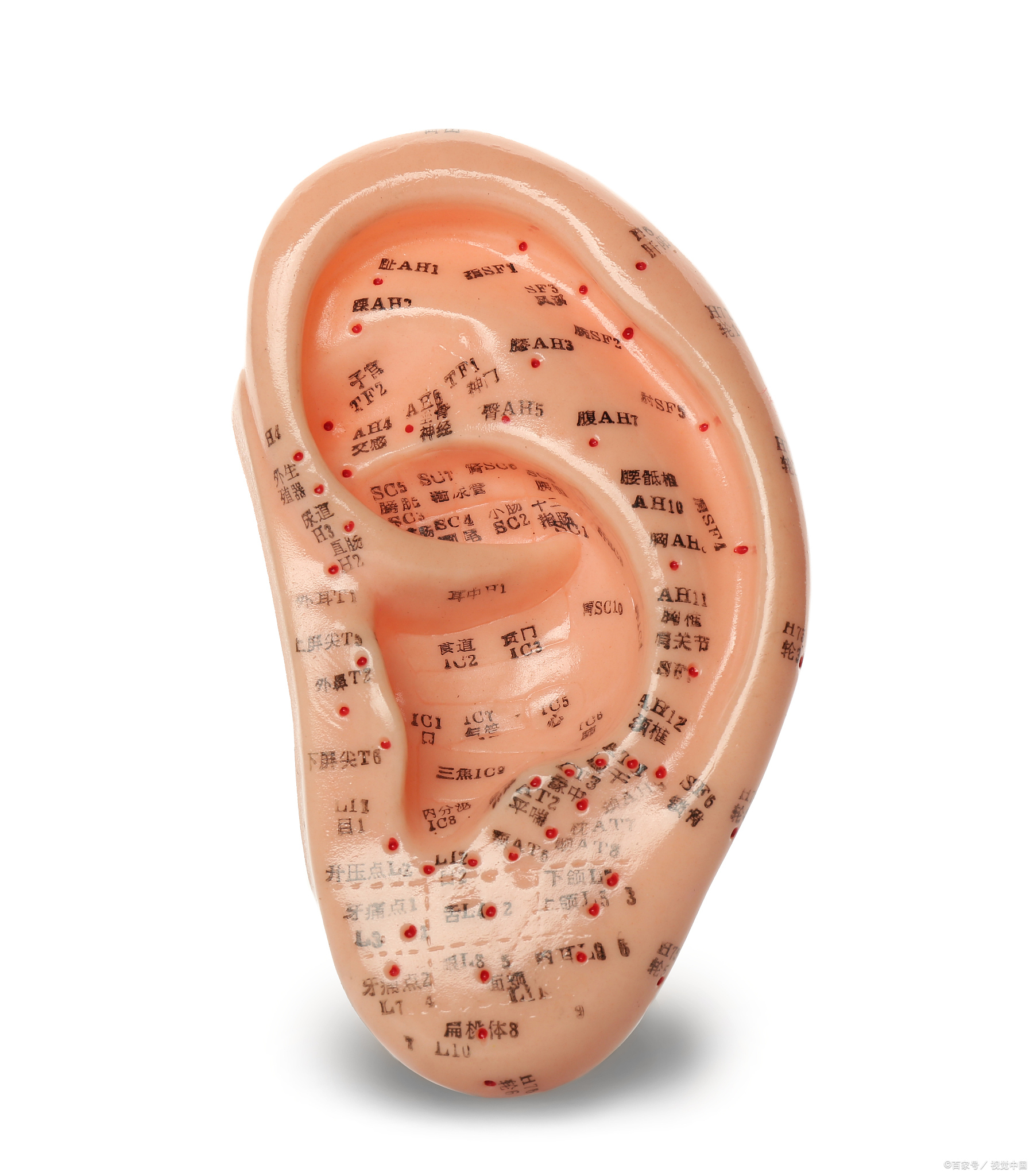 防疫妙招①:巧用耳穴保健操提升免疫力