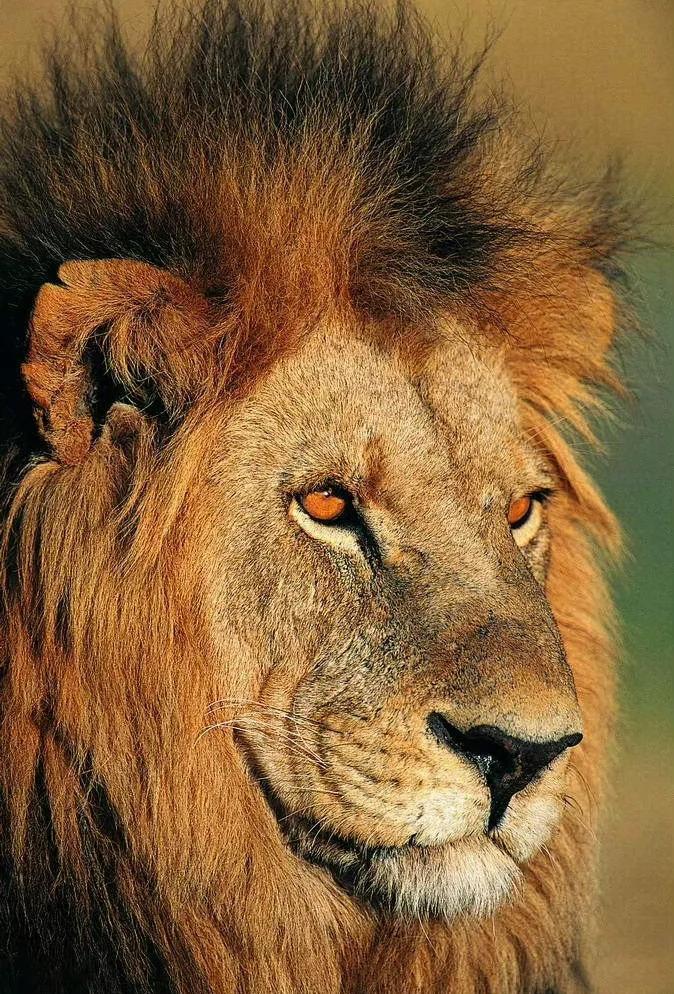 🦁狮子鼻与🐷悬胆鼻：富贵之相的秘密