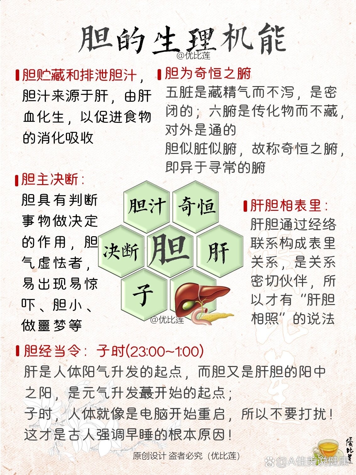 胆的生理机能💕