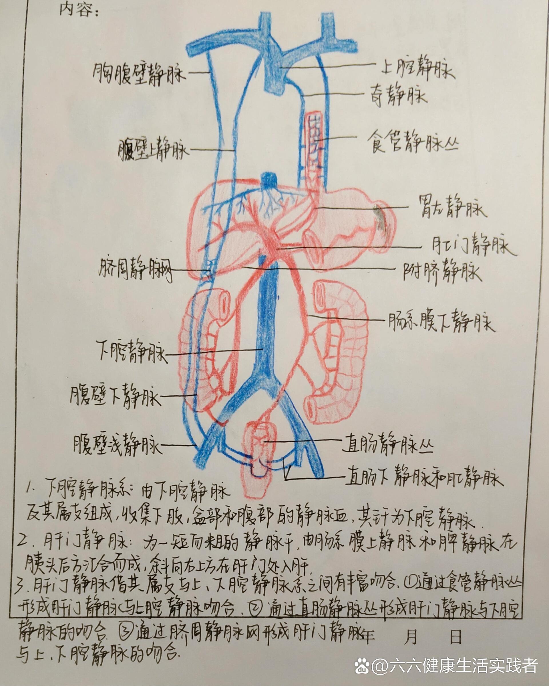 肝脏的静脉系统解剖图图片