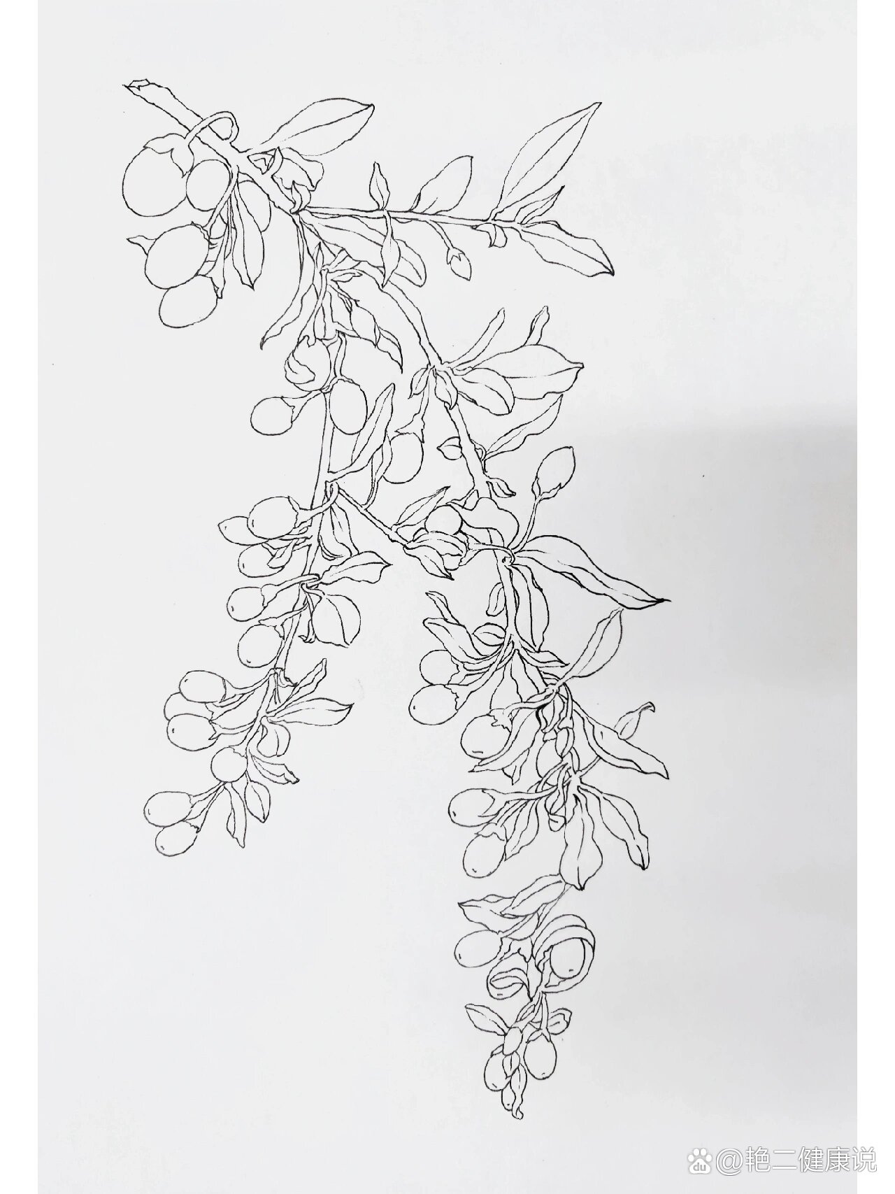 手绘中草药【枸杞】