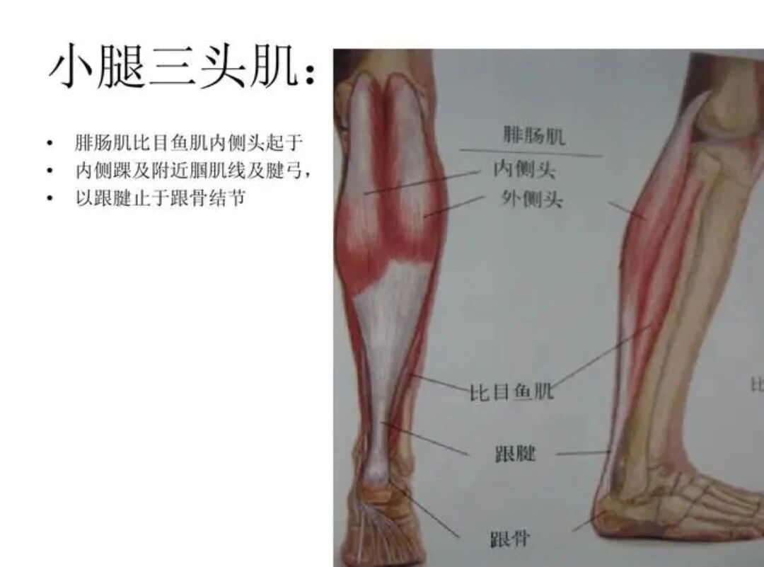 小知识分享之小腿三头肌