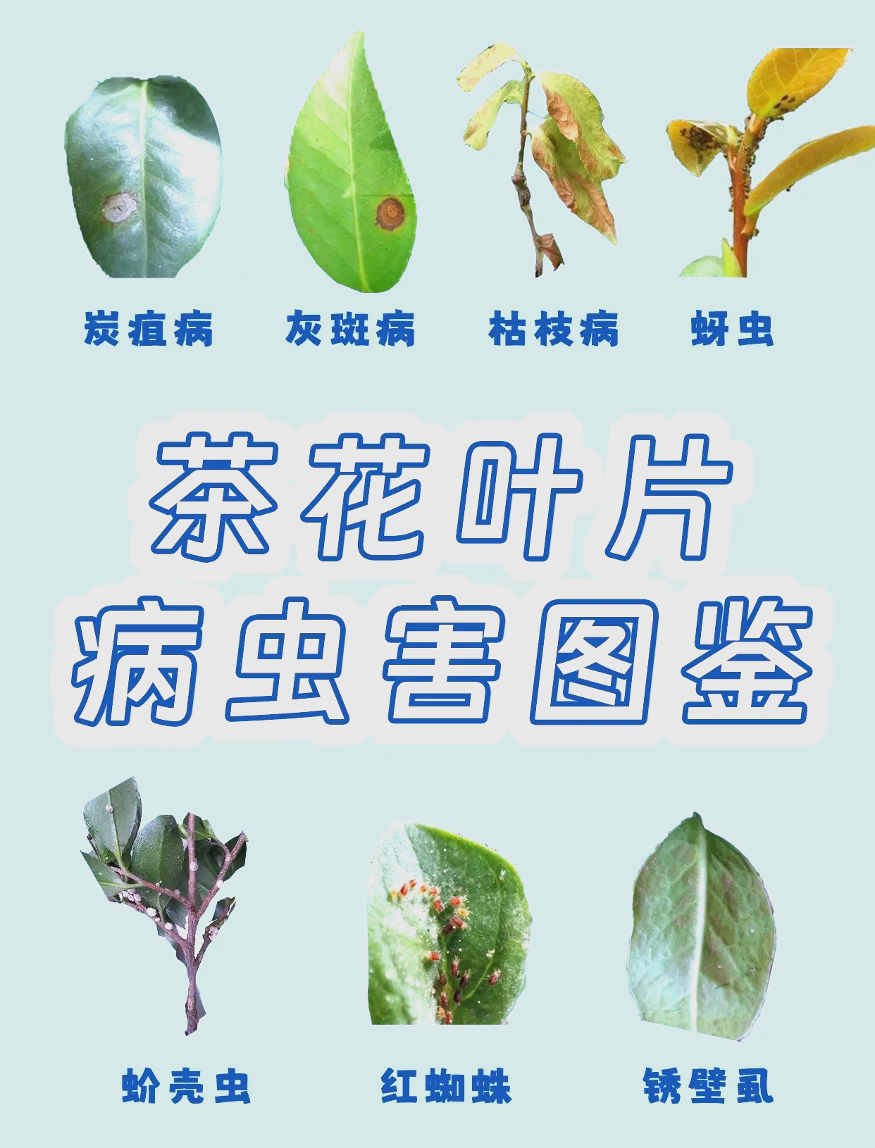 山茶花叶片常见病虫害及防治方法