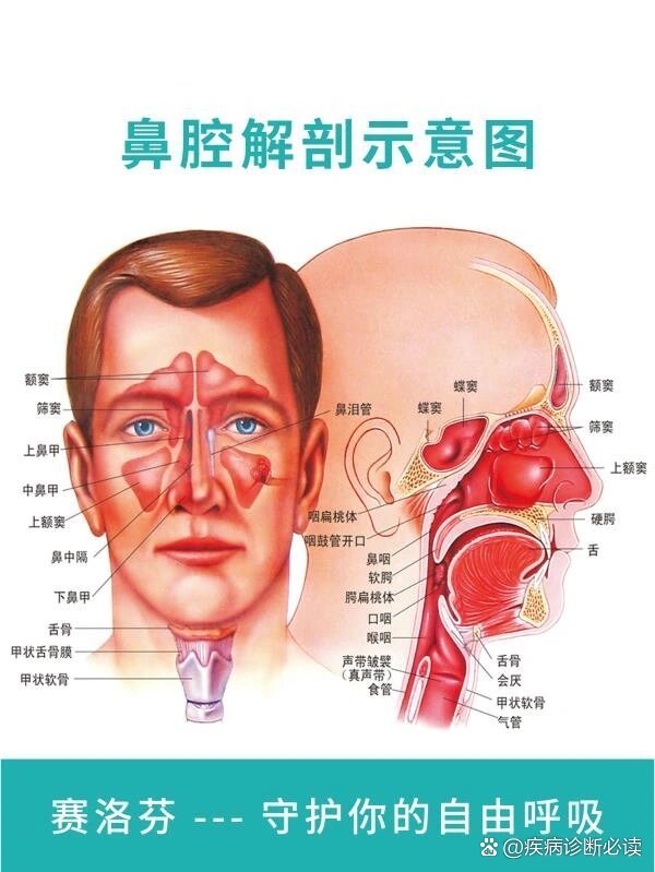 人体鼻腔解剖示意图