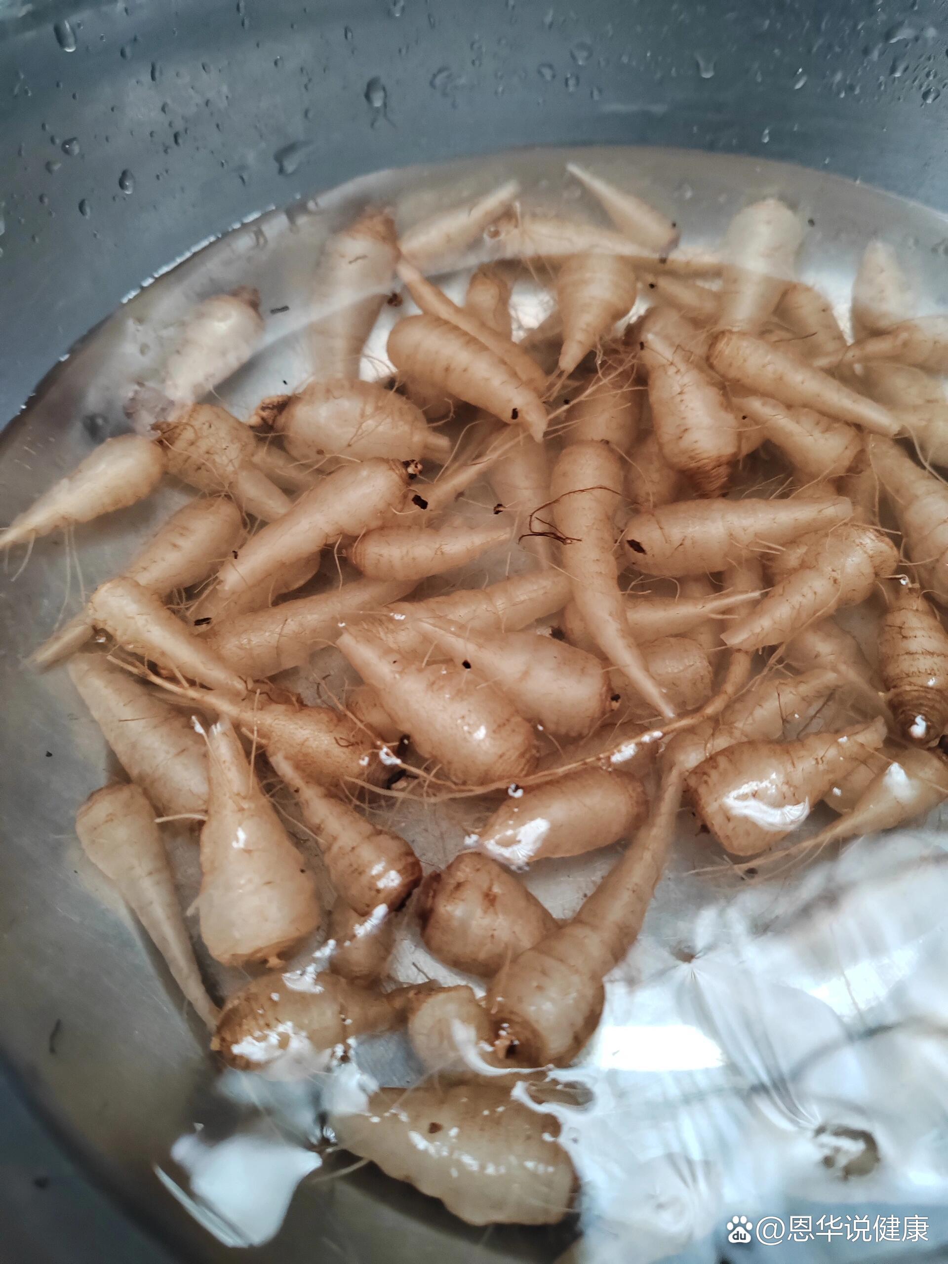 紫叶酢浆草根,真的可以吃吗?