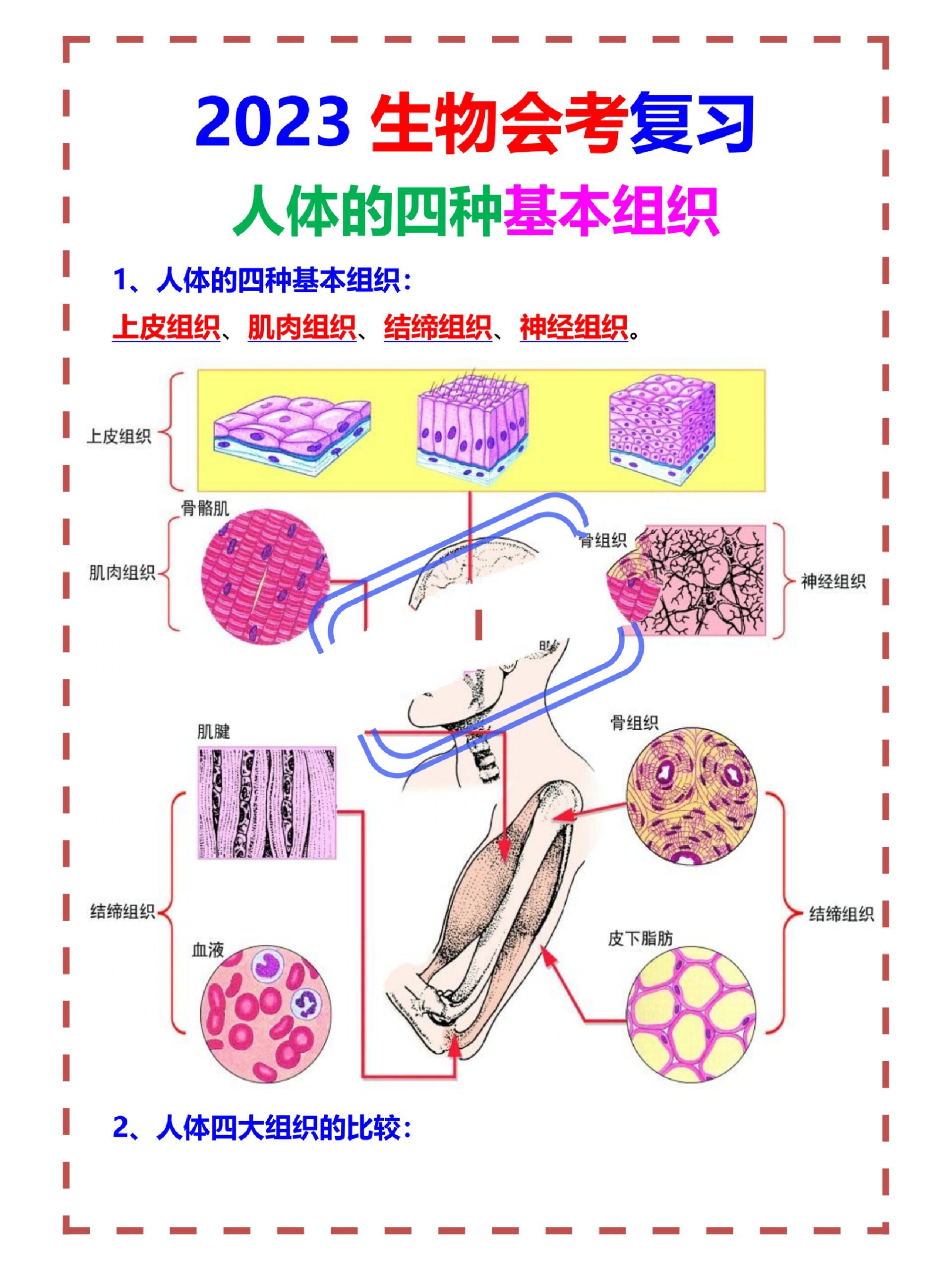 2023生物会考复习人体的四种基本组织