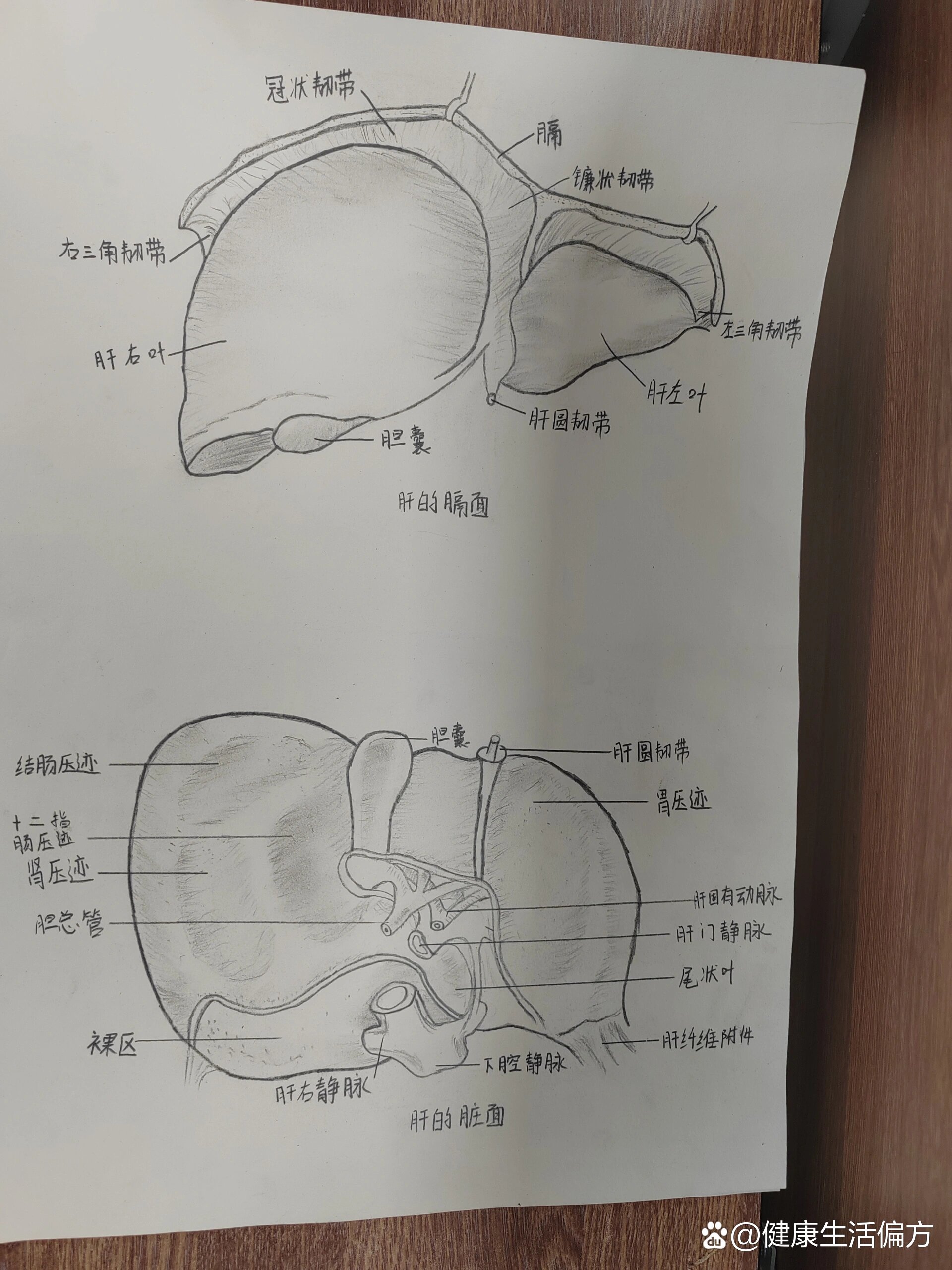 肝小叶手平面手绘图图片