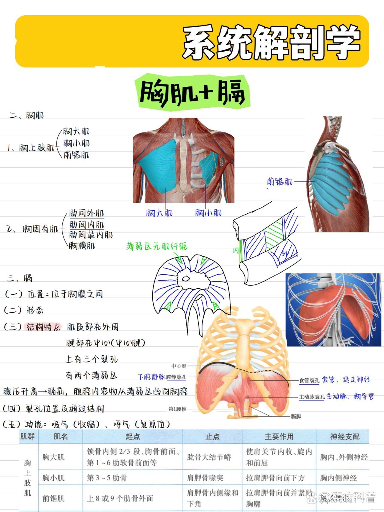 胸大肌解剖图起止点图片