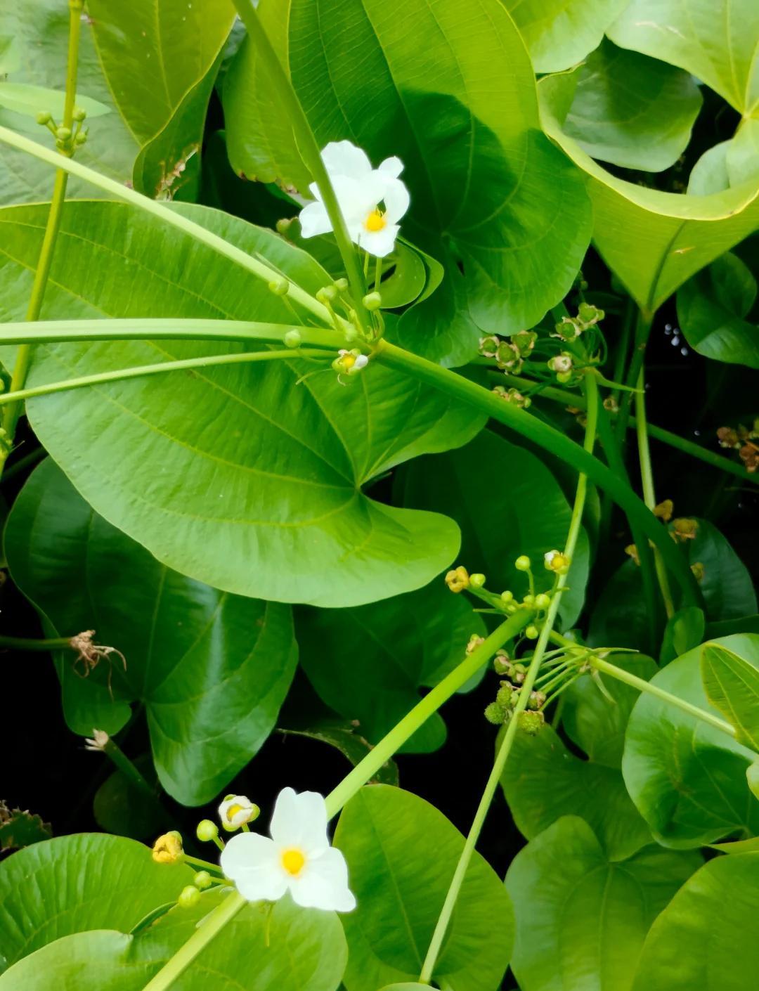 泽泻植物百科及分布区域