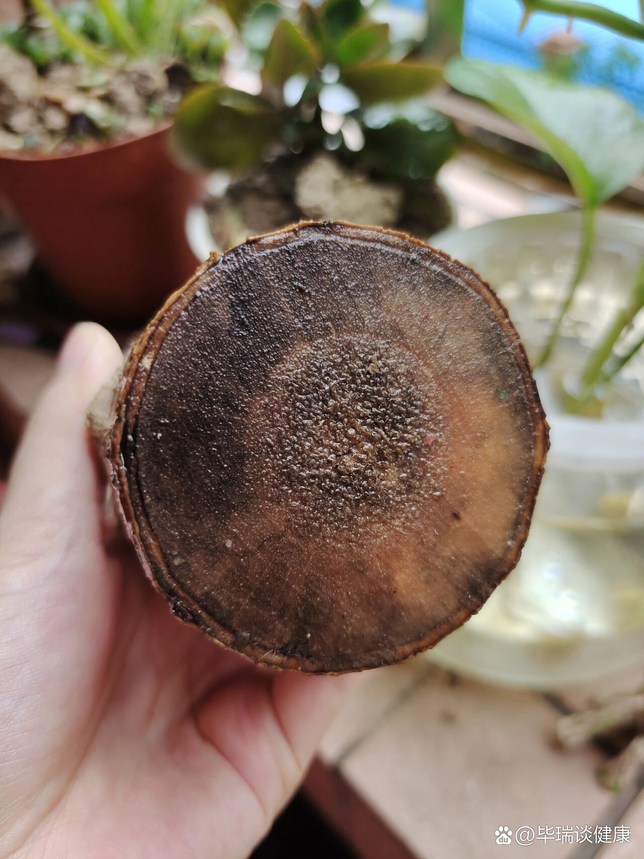 巴西木底部发黑是正常现象吗?