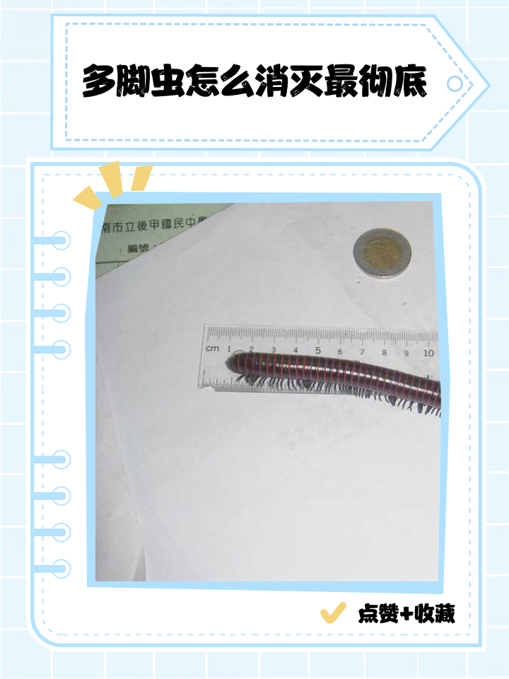 多脚虫怎么消灭最彻底
