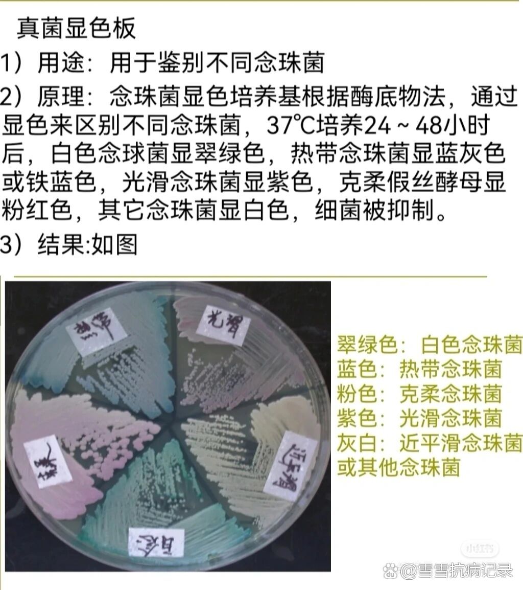 真菌镜下形态图图片