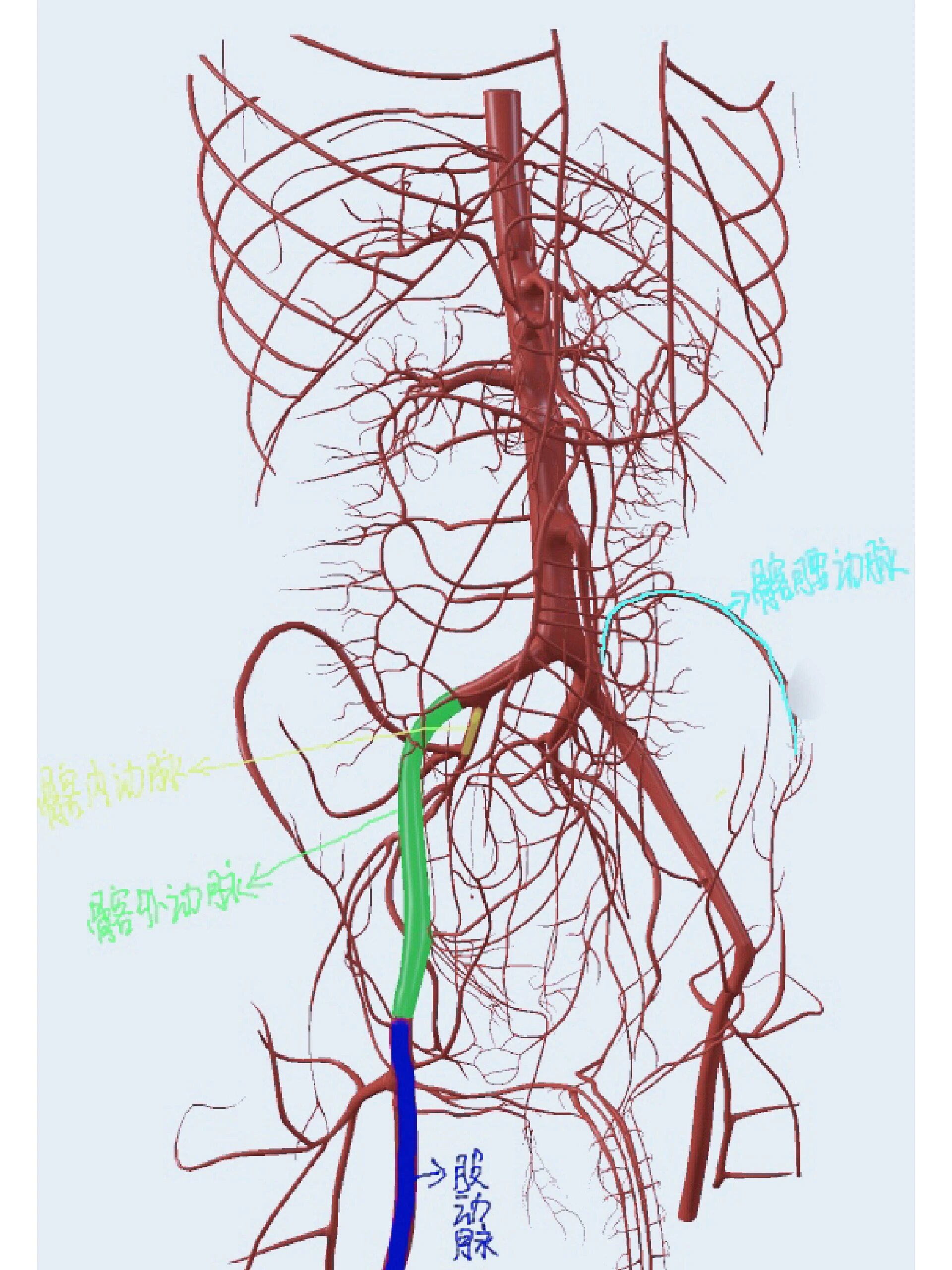 腹腔动脉解剖图谱图片