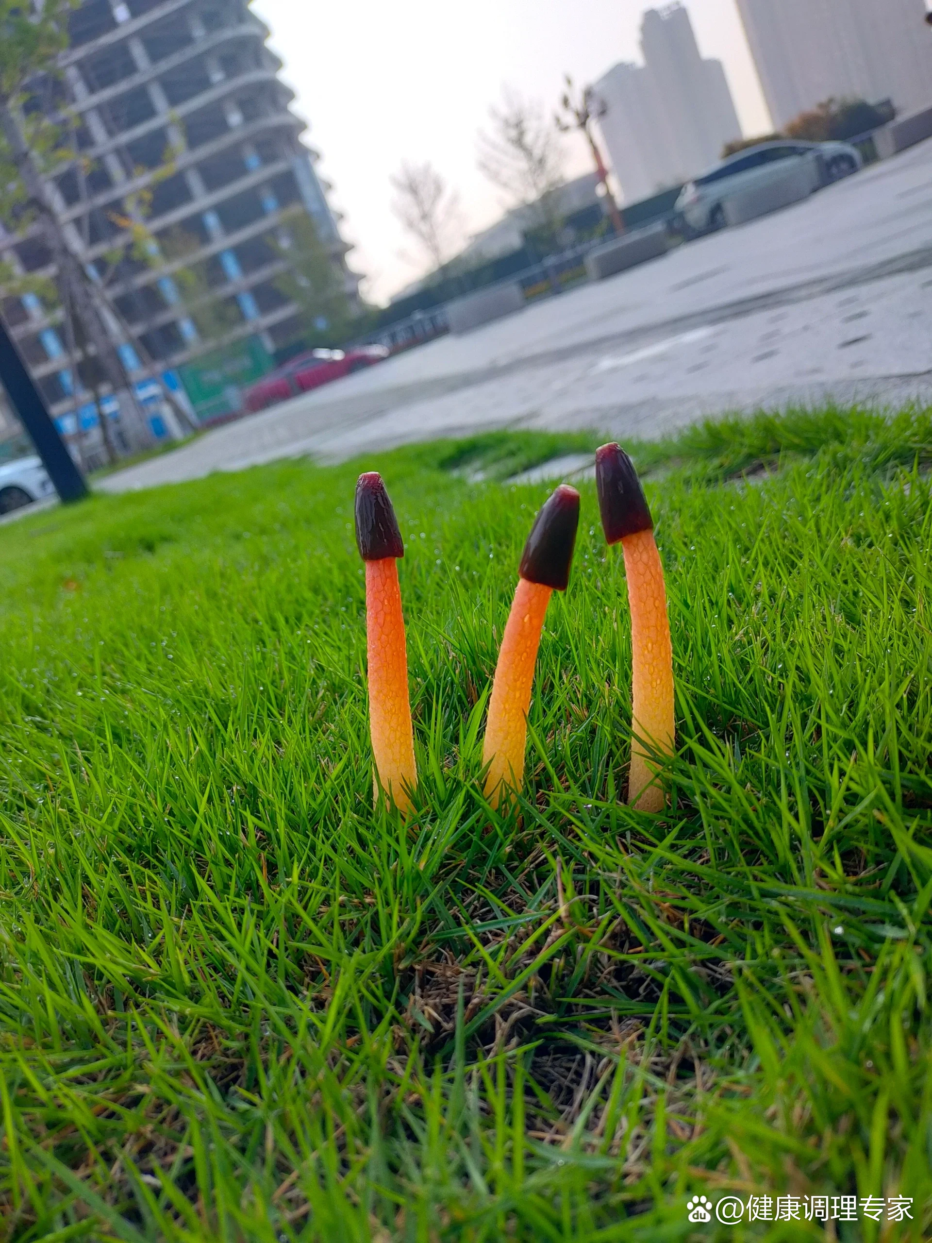 发现新的生命——红鬼笔