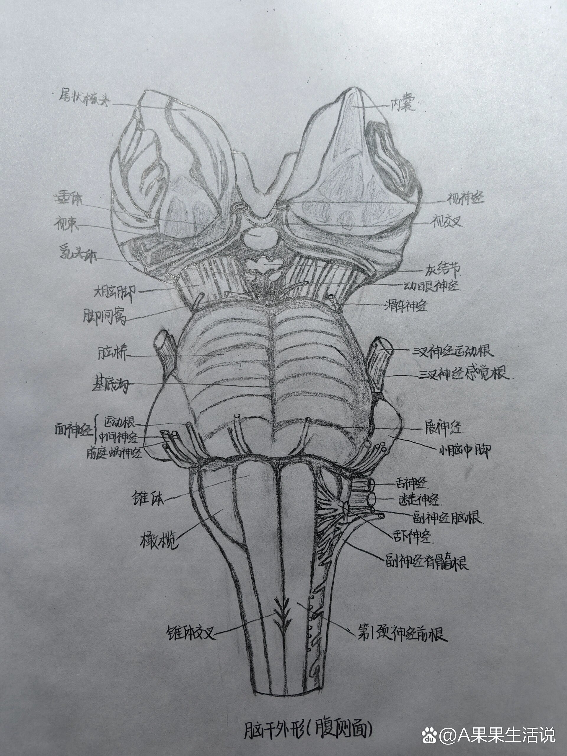 脑干腹侧面图片