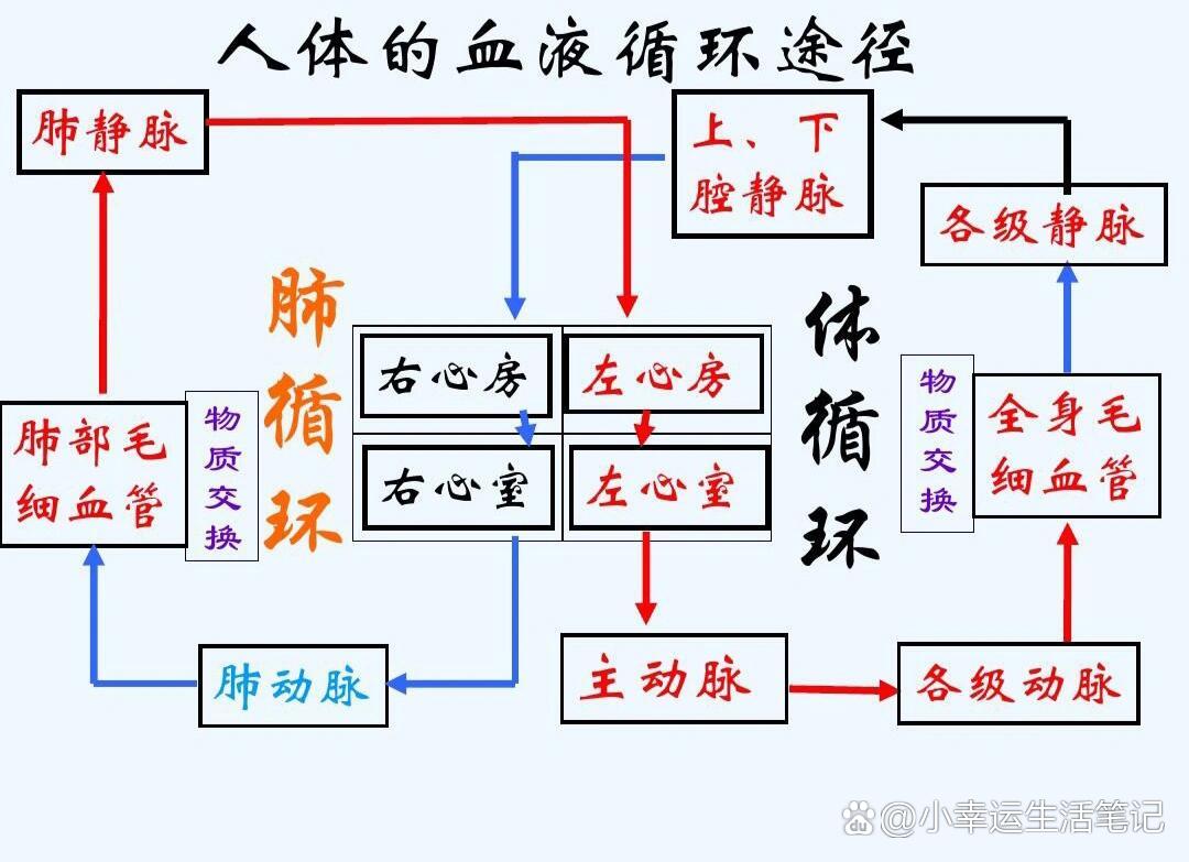 三种血管及关系示意图图片