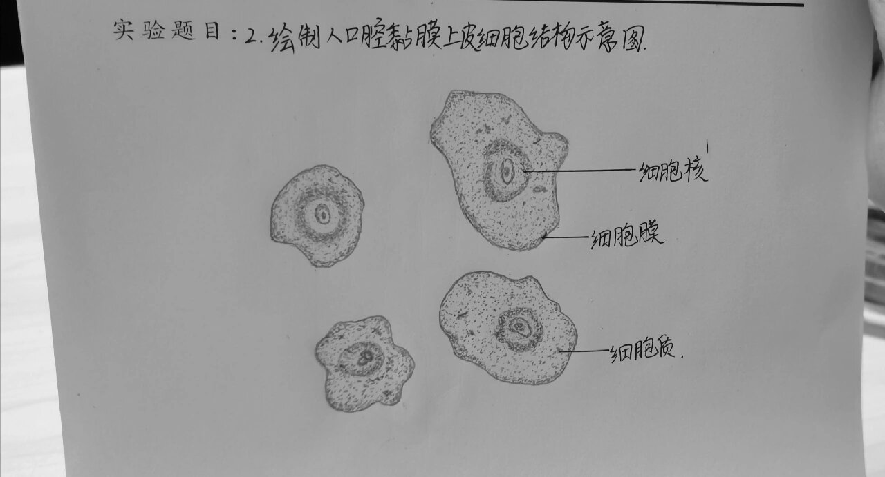 上皮细胞连接图片