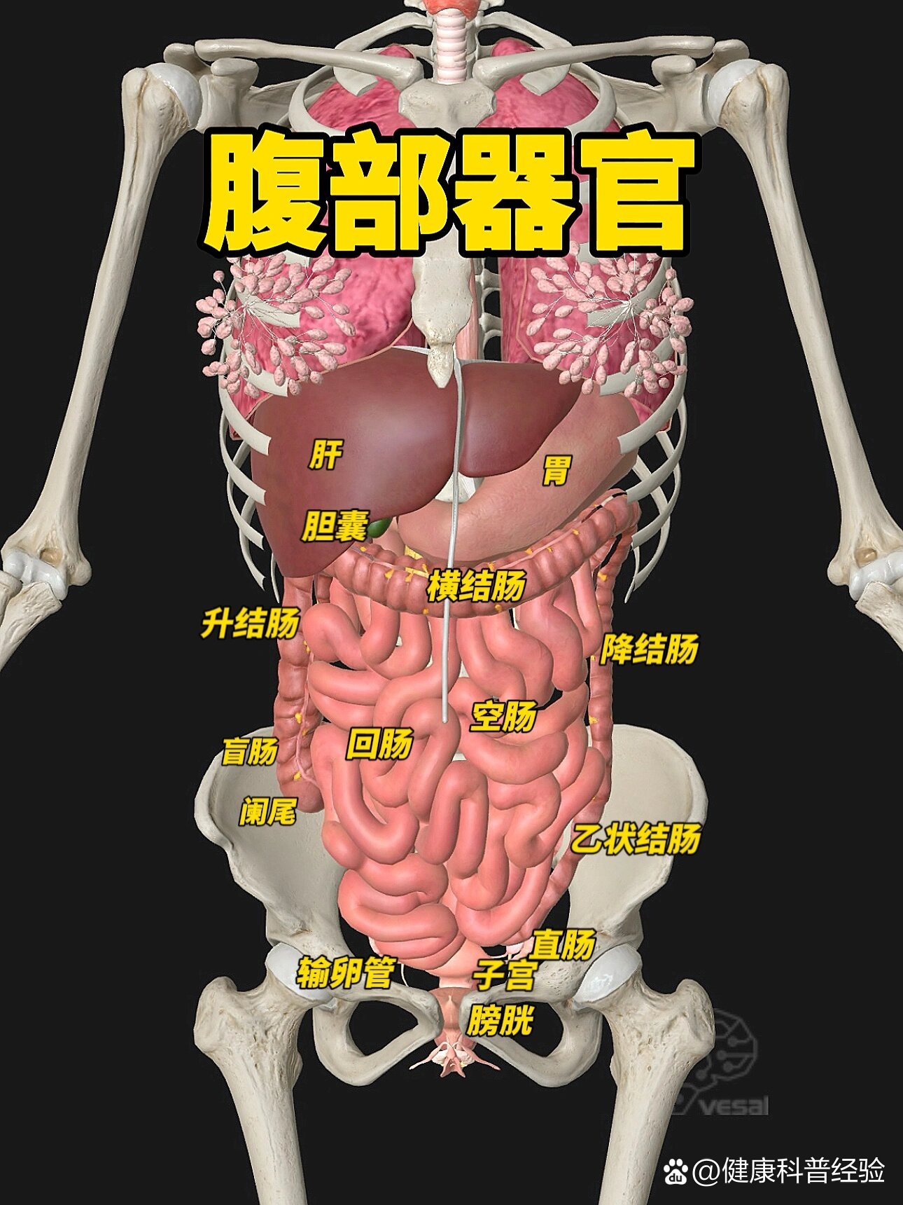 阑尾子宫的位置示意图图片