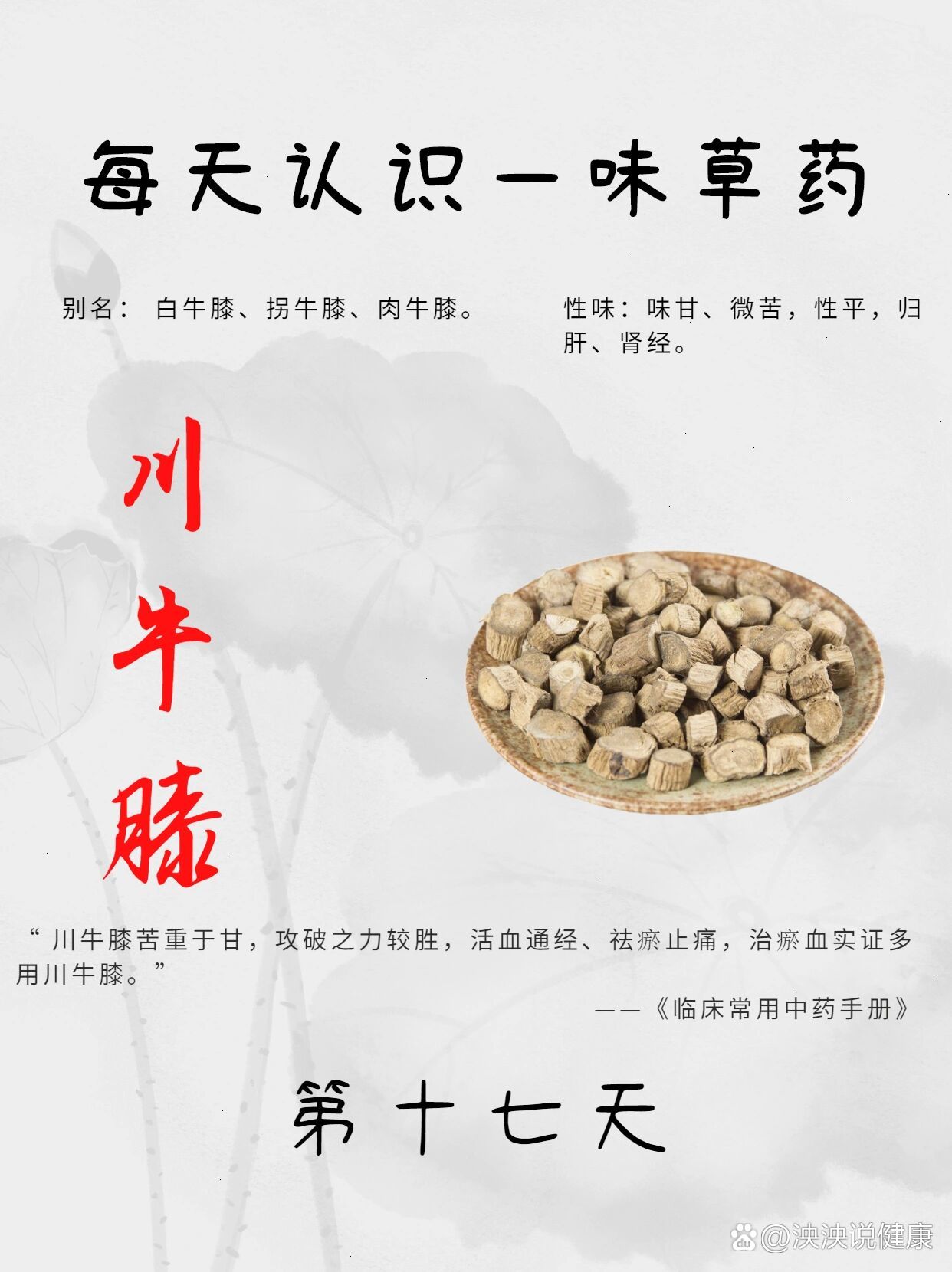 牛膝的功效和作用疗效图片