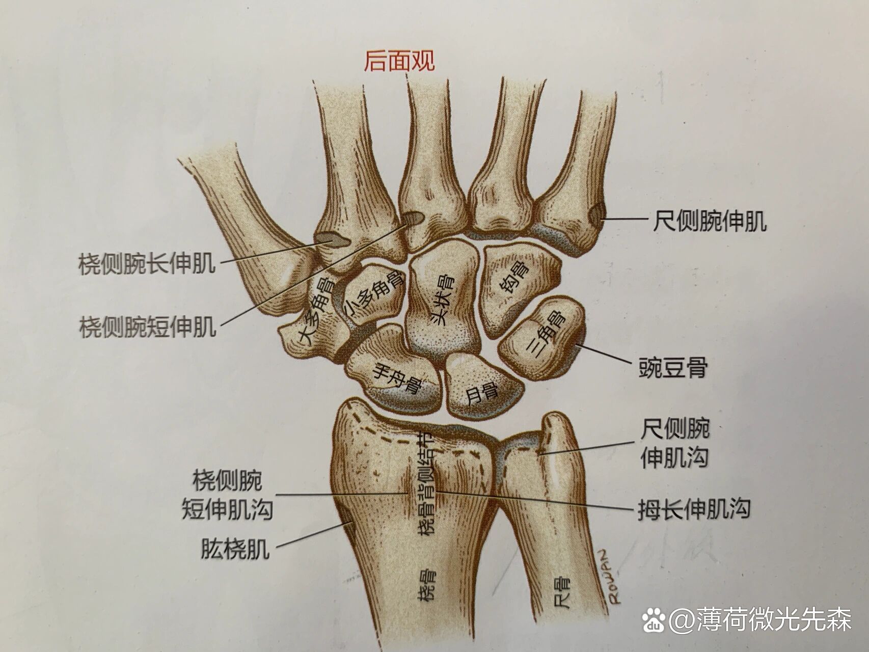 腕关节的结构与功能