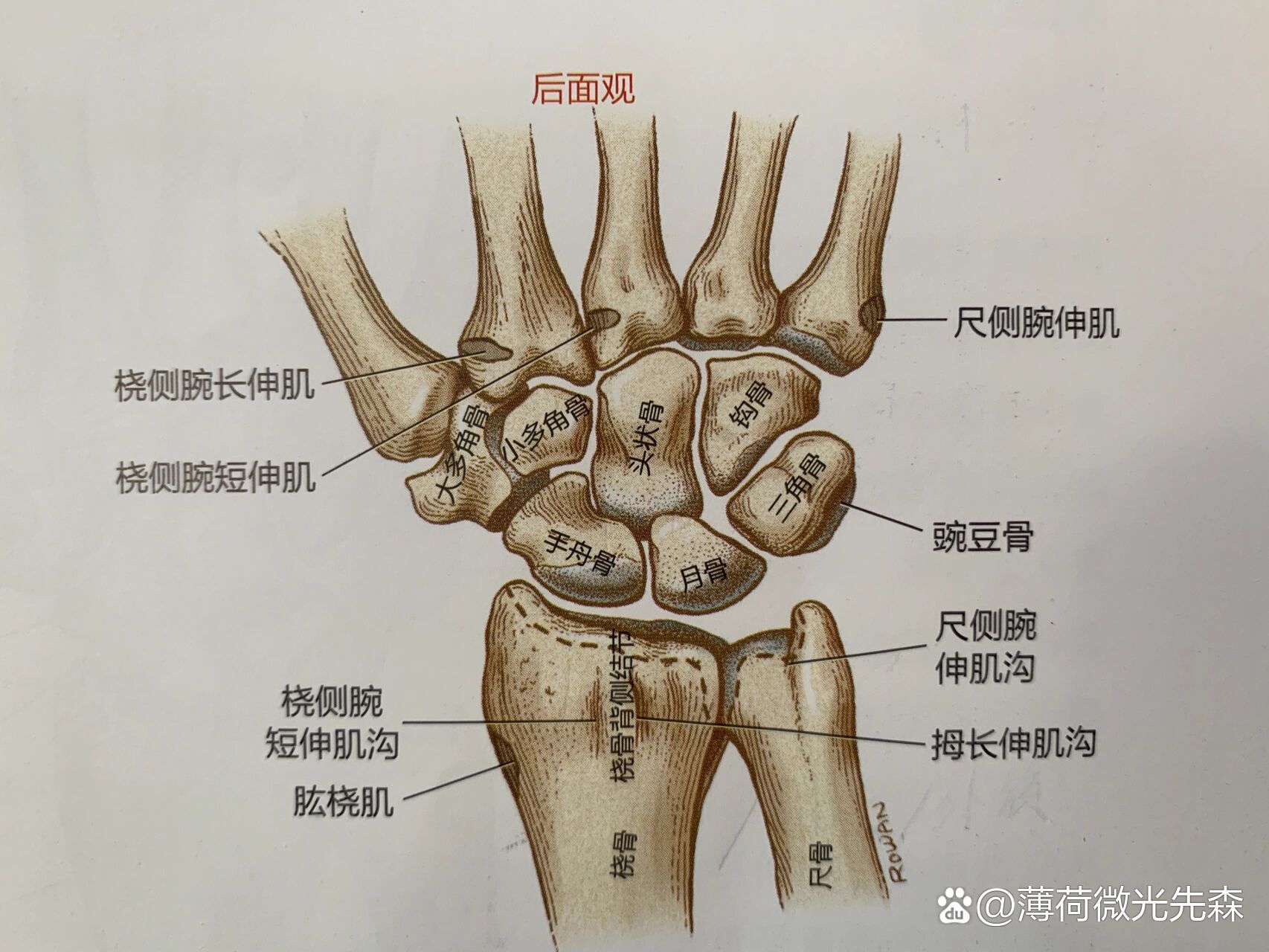 腕中关节,尺骨远端,桡骨远端 br