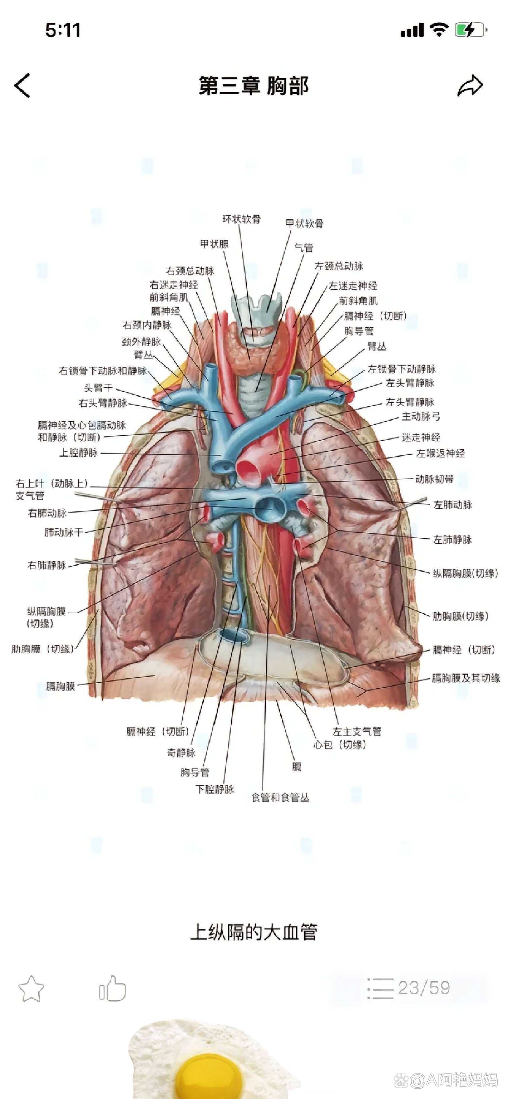 医学生必备神仙图谱/肺的解剖