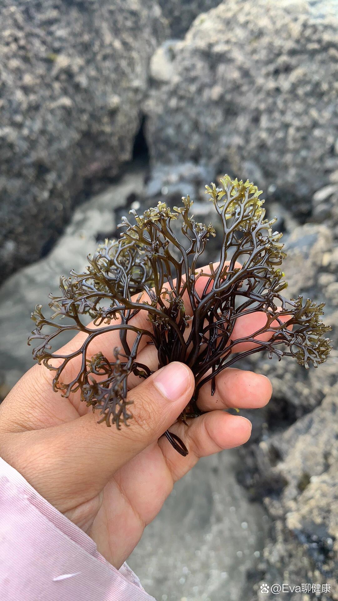 赶海新品种-血珊瑚