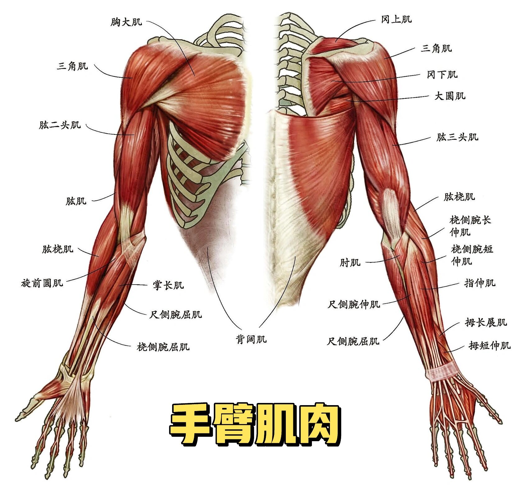 人体结构