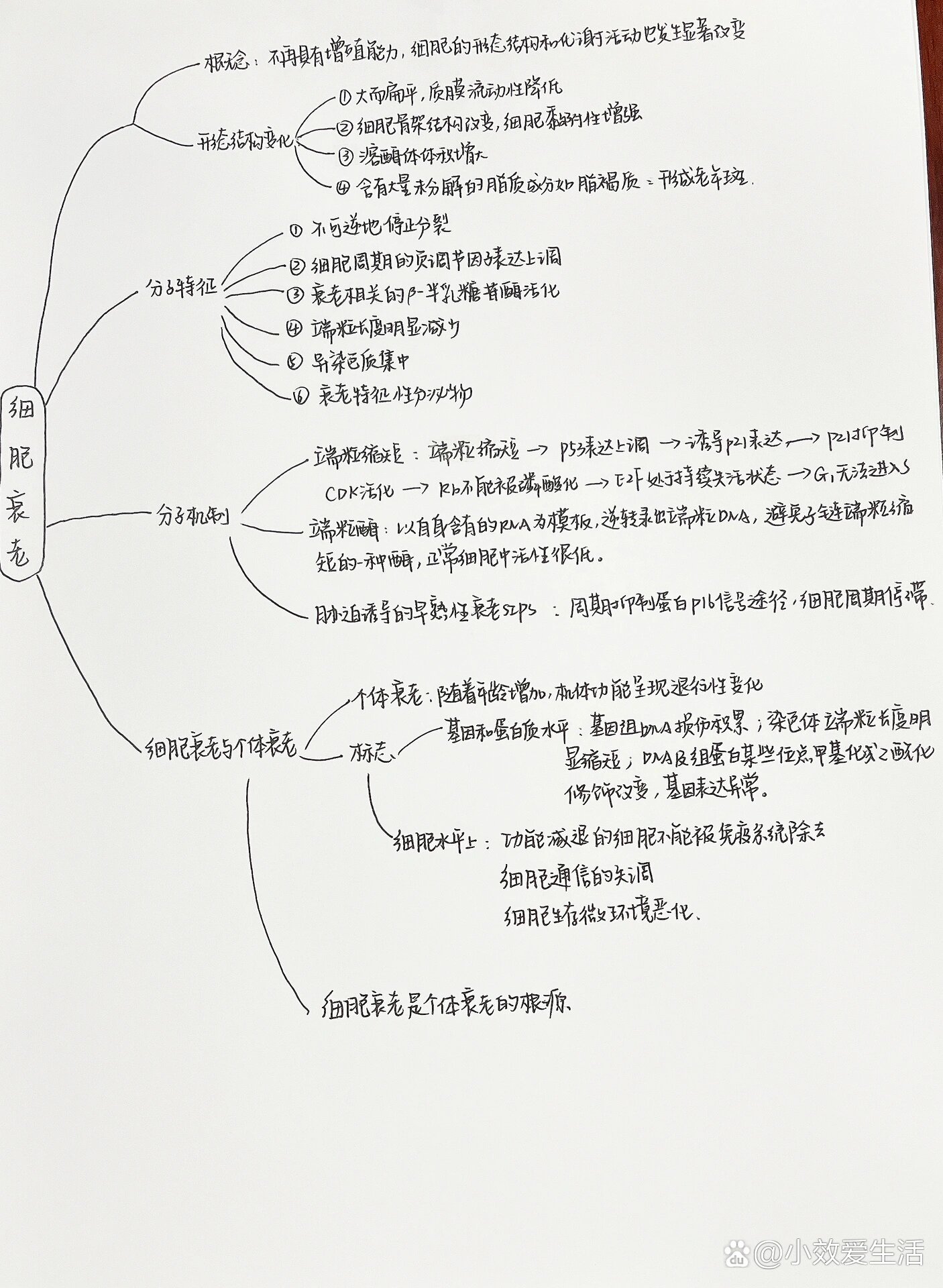 细胞衰老的思维导图图片