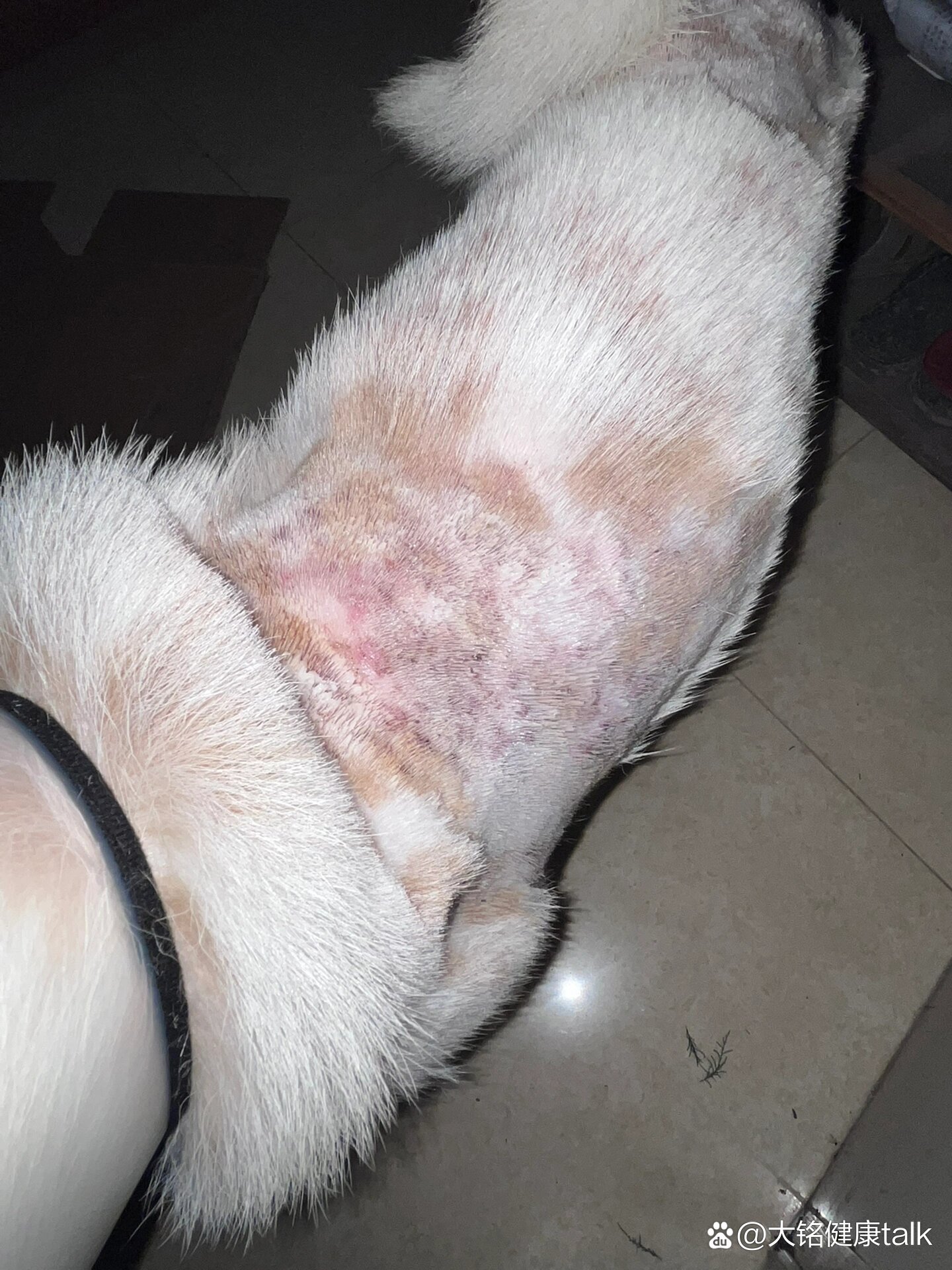 狗狗马拉色菌怎么治疗?